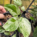 Epipremnum pinnatum ‘Marble King’ — Variegated Dragon Tail