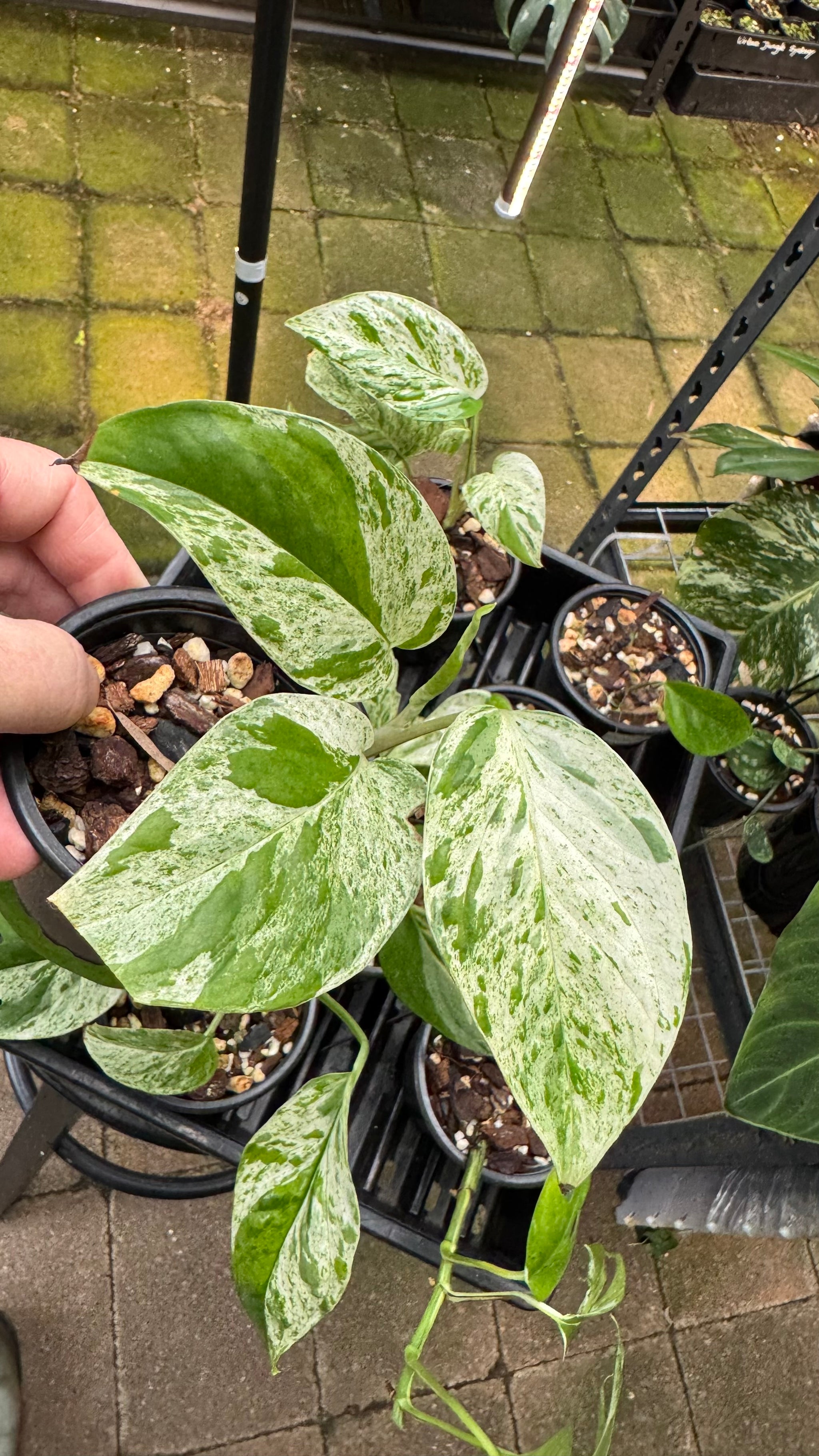 Epipremnum pinnatum ‘Marble King’ — Variegated Dragon Tail