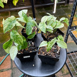 Monstera adansonii subsp. laniata — Mint Variegated Form