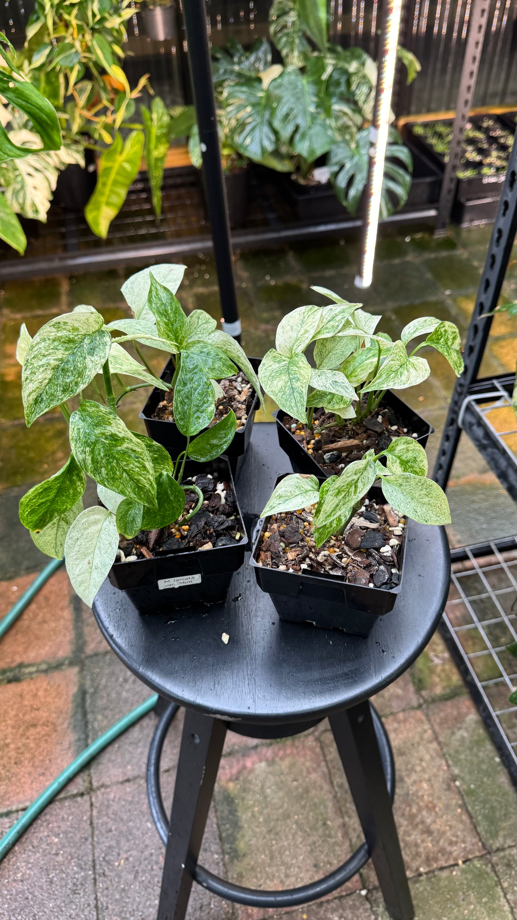 Monstera adansonii subsp. laniata — Mint Variegated Form