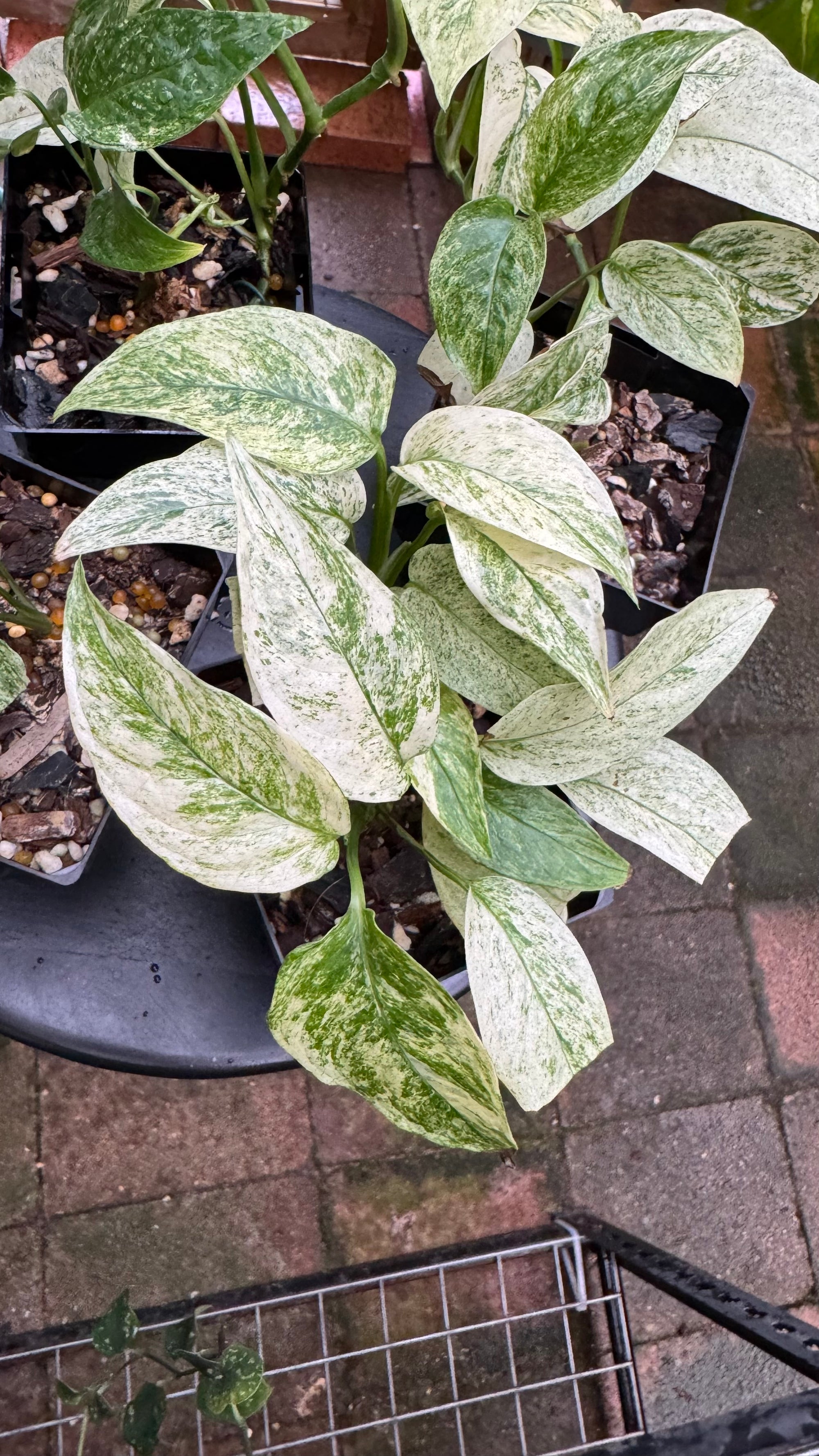 Monstera adansonii subsp. laniata — Mint Variegated Form