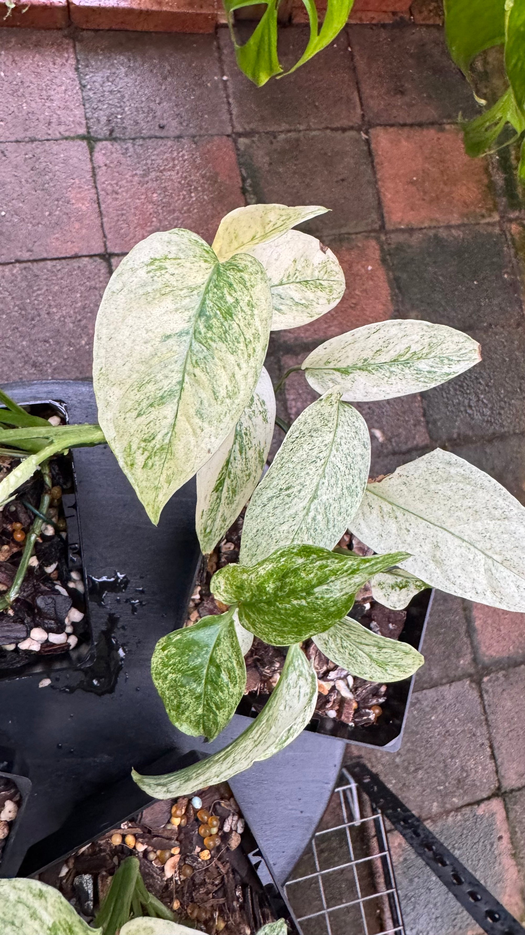 Monstera adansonii subsp. laniata — Mint Variegated Form