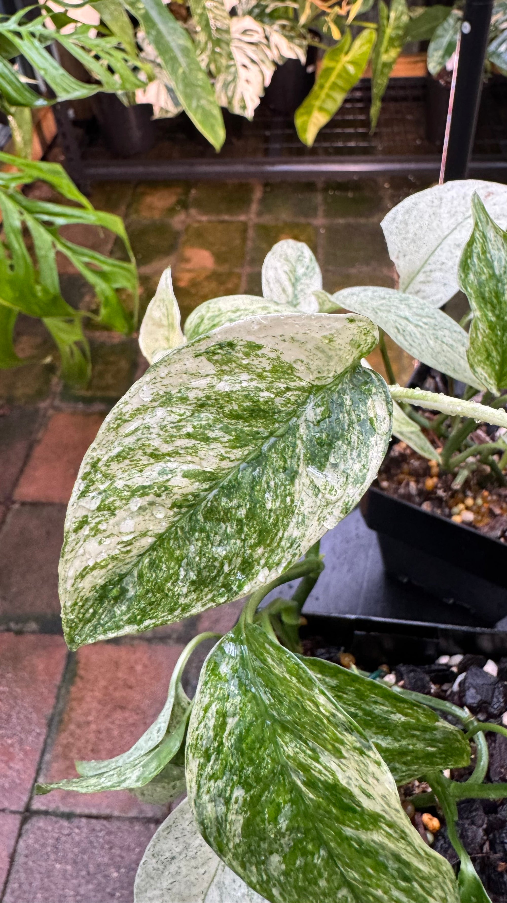 Monstera adansonii subsp. laniata — Mint Variegated Form