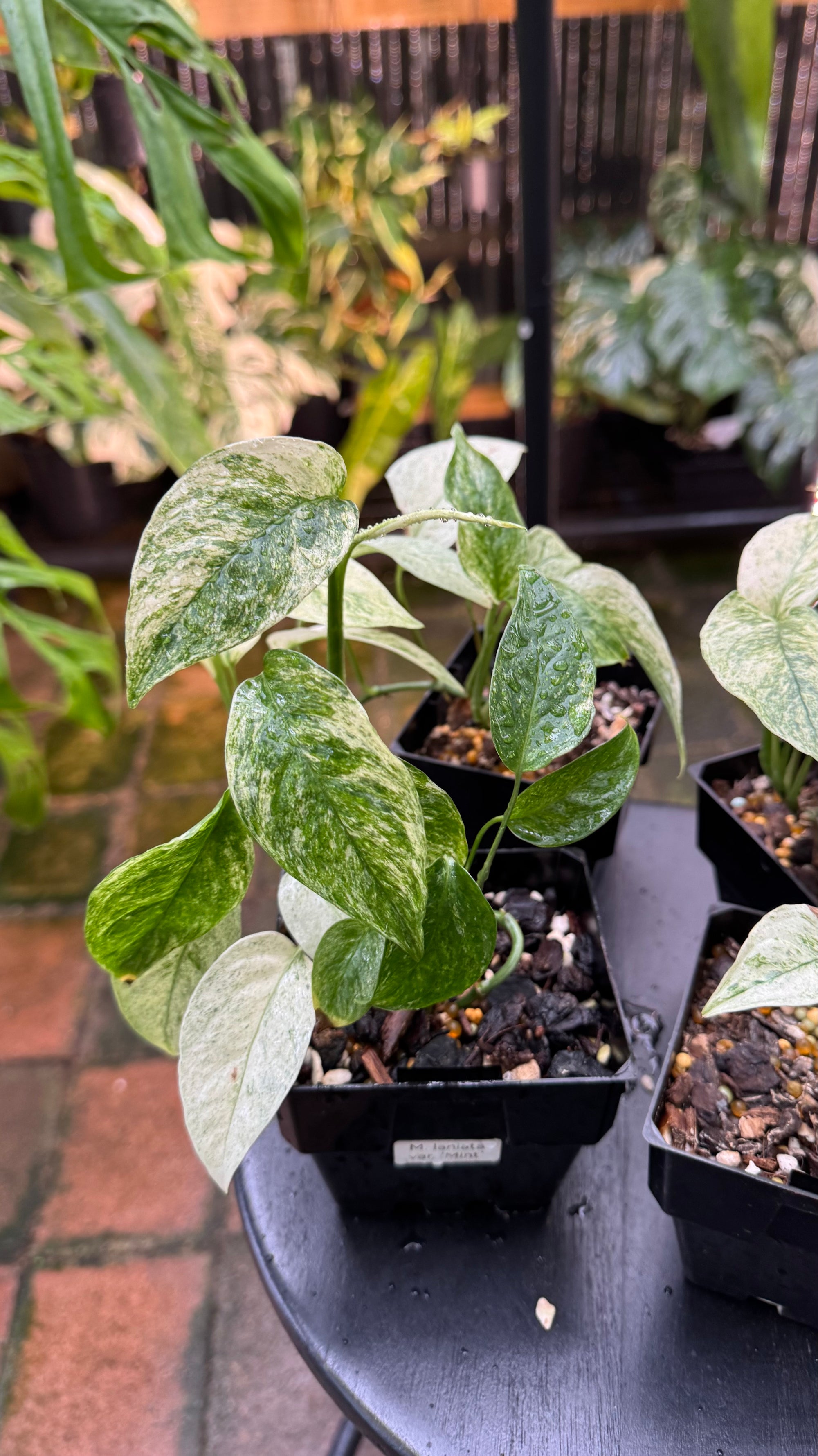 Monstera adansonii subsp. laniata — Mint Variegated Form