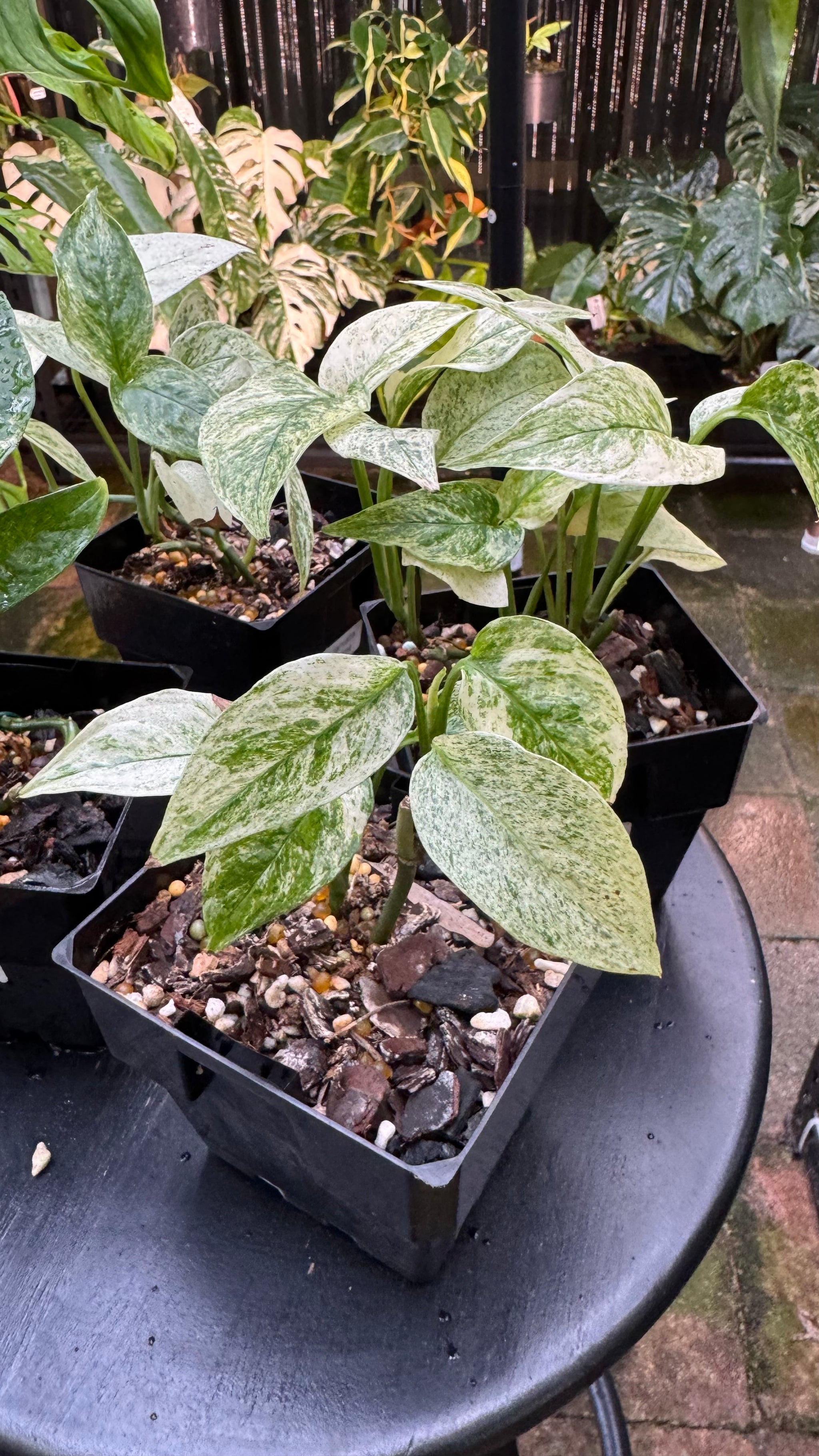 Monstera adansonii subsp. laniata — Mint Variegated Form