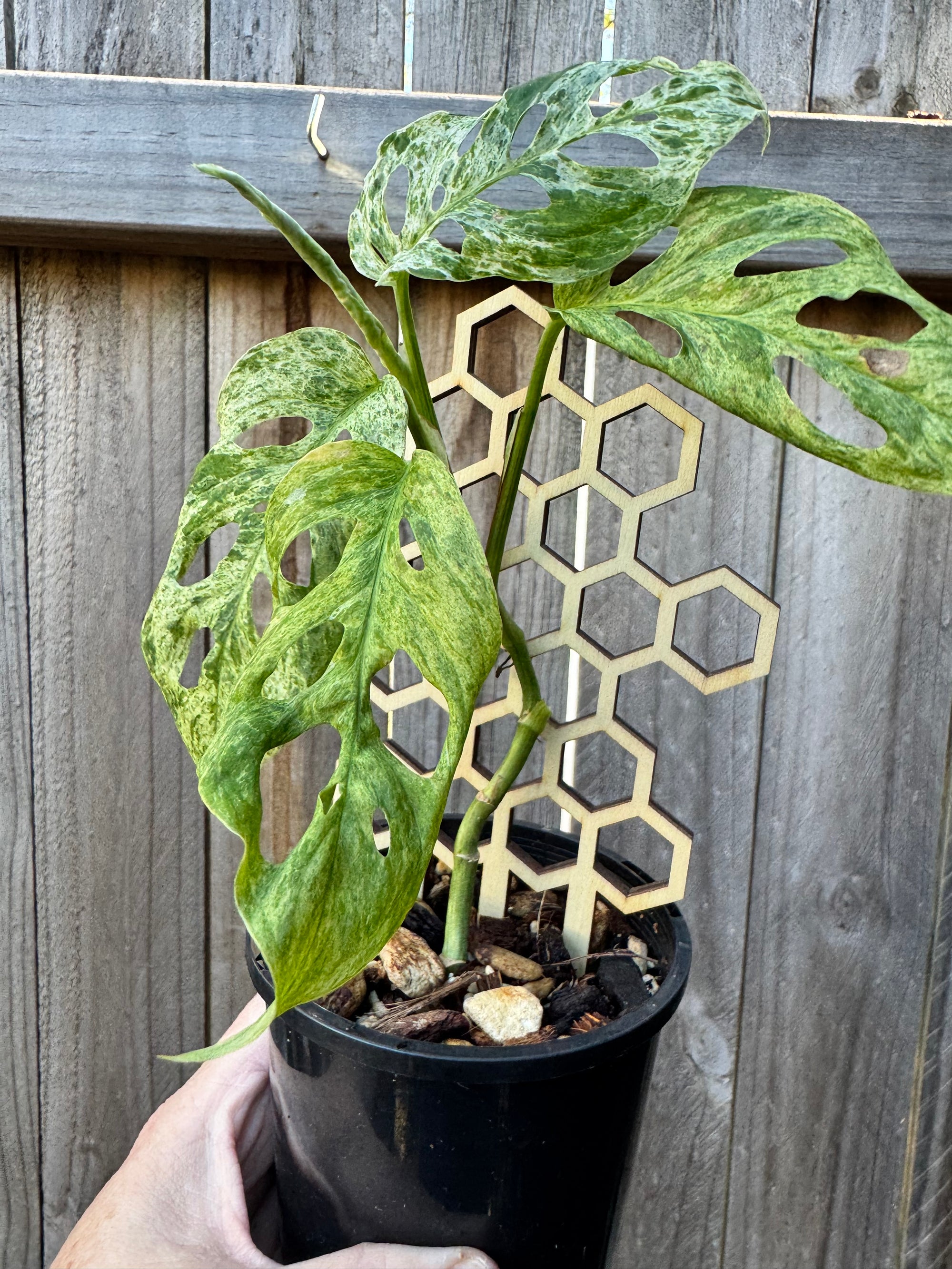 Wooden Honeycomb Plant Climbing Stand