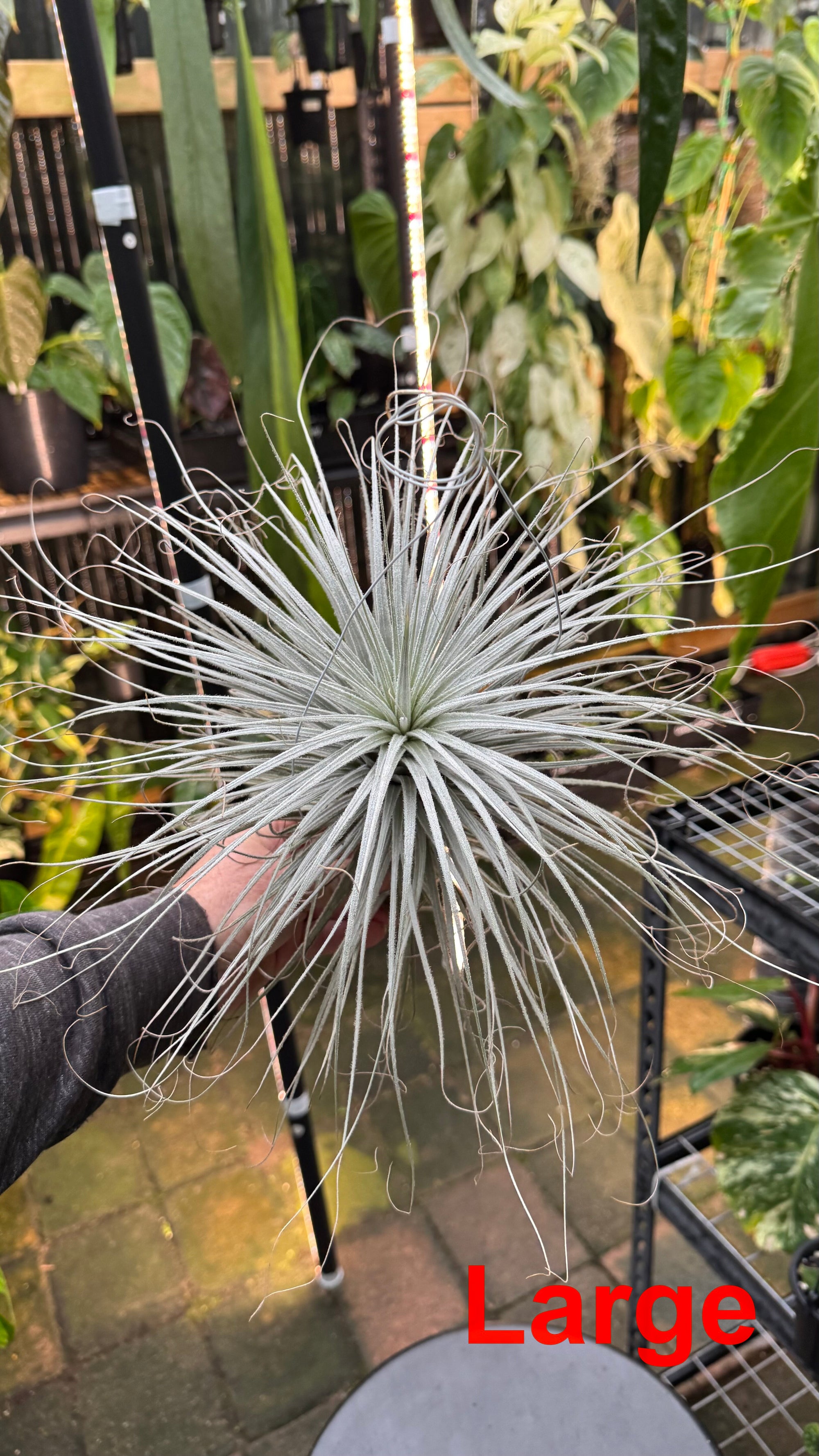 Tillandsia tectorum — Snowball Air Plant