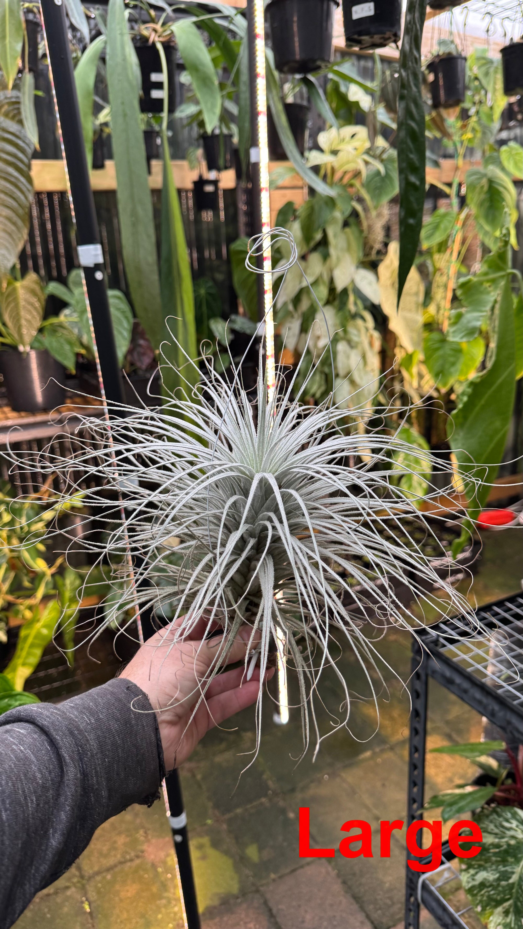 Tillandsia tectorum — Snowball Air Plant