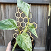 Wooden Honeycomb Plant Climbing Stand