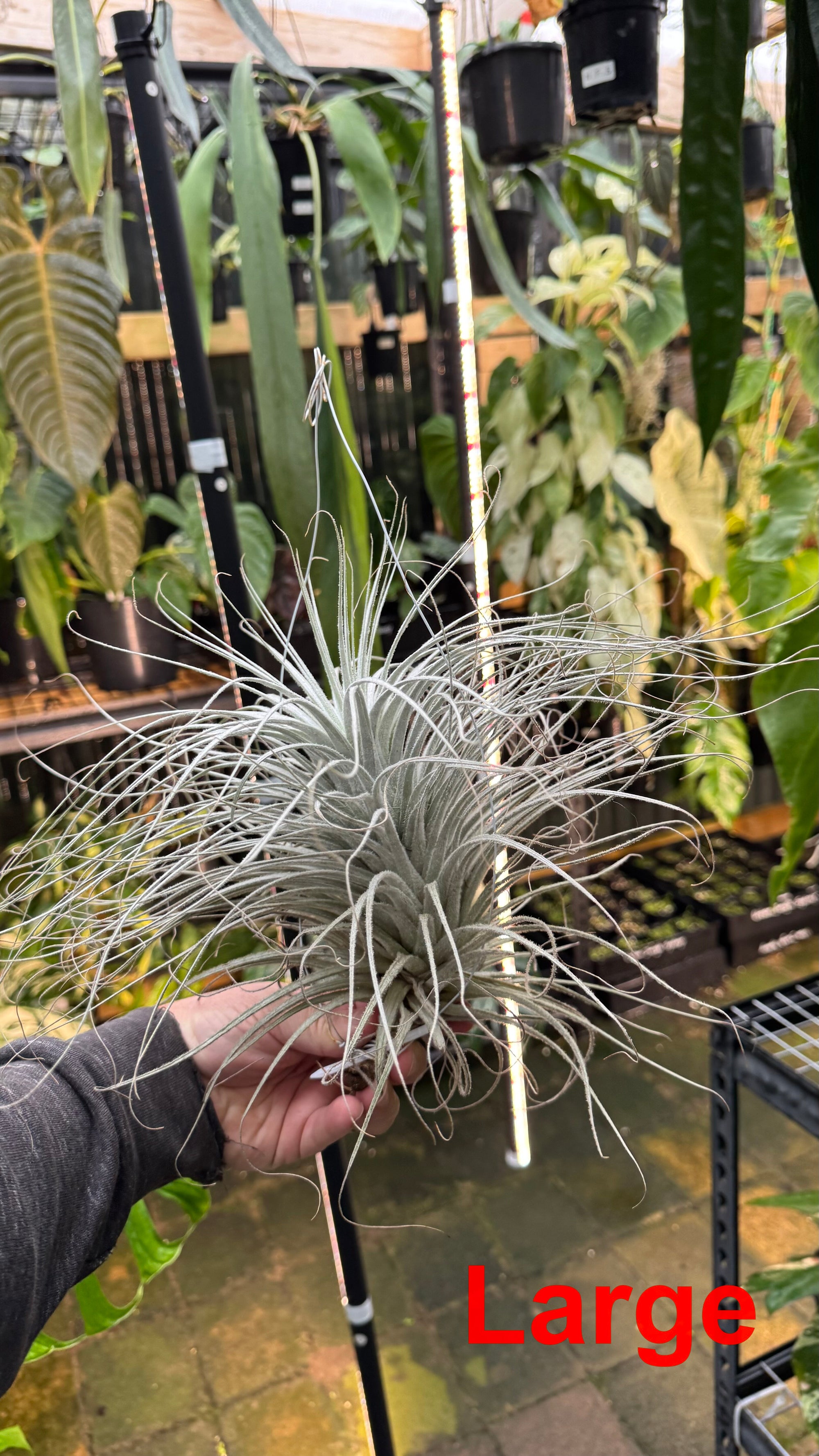 Tillandsia tectorum — Snowball Air Plant