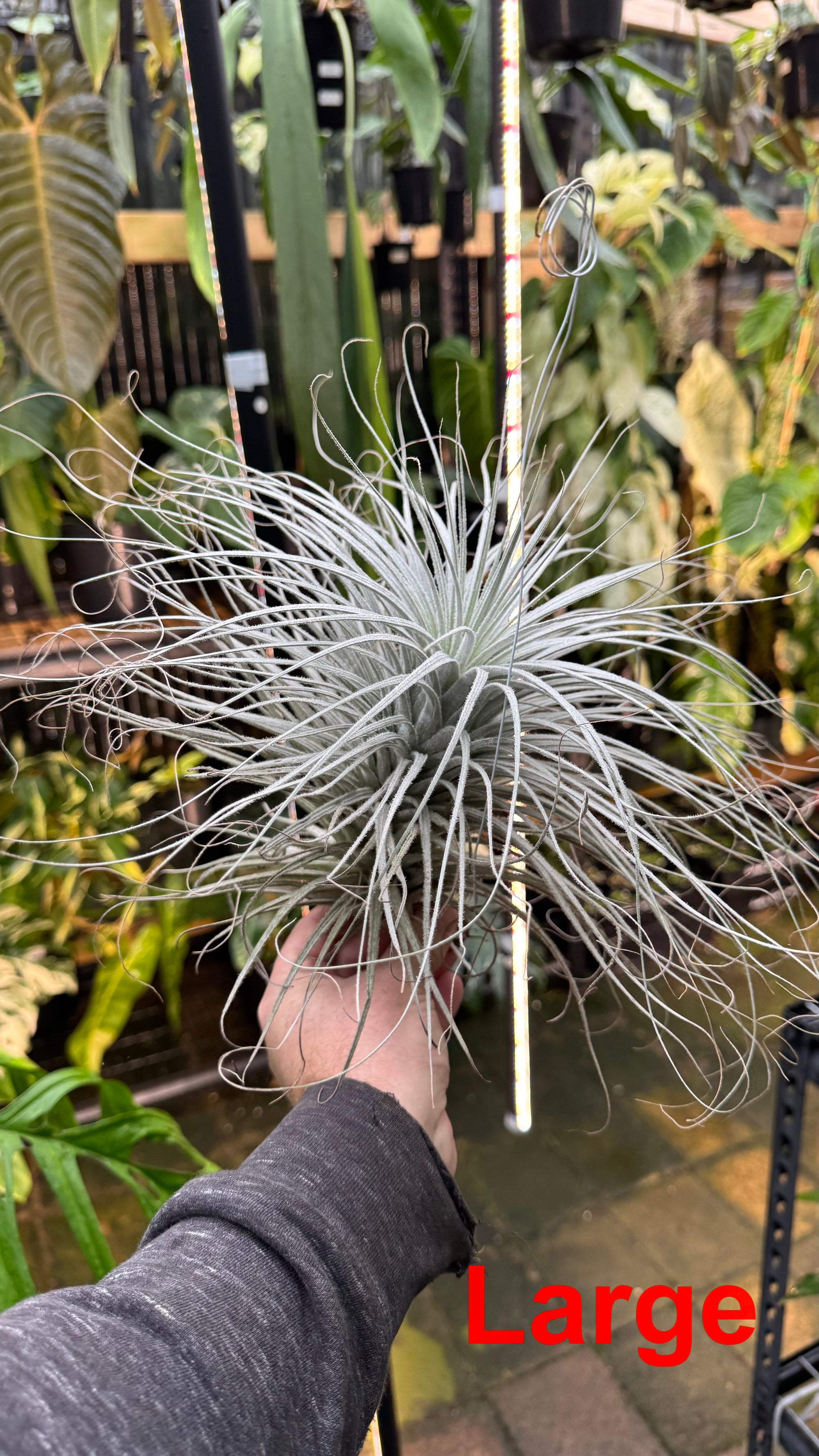 Tillandsia tectorum — Snowball Air Plant