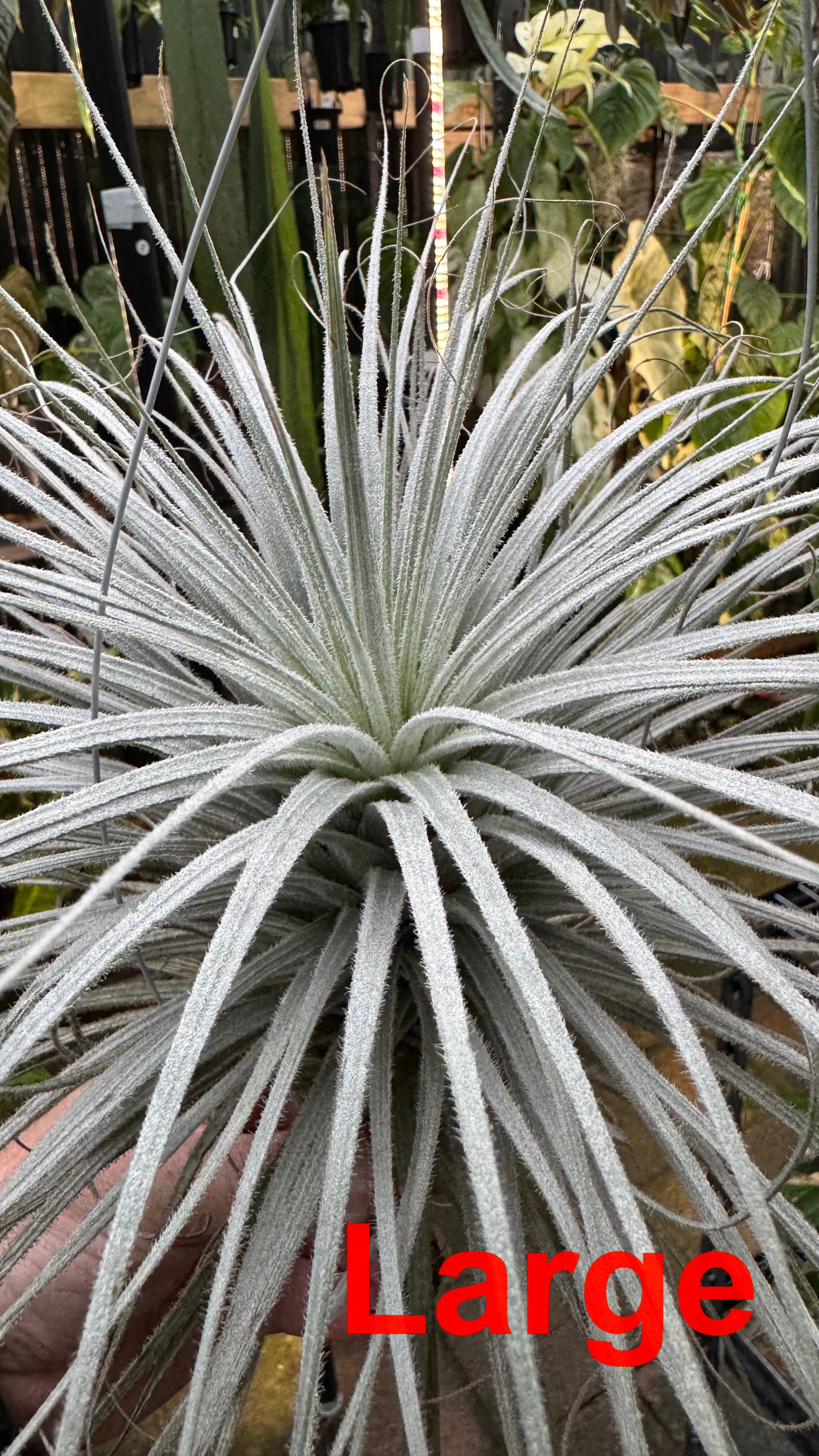 Tillandsia tectorum — Snowball Air Plant