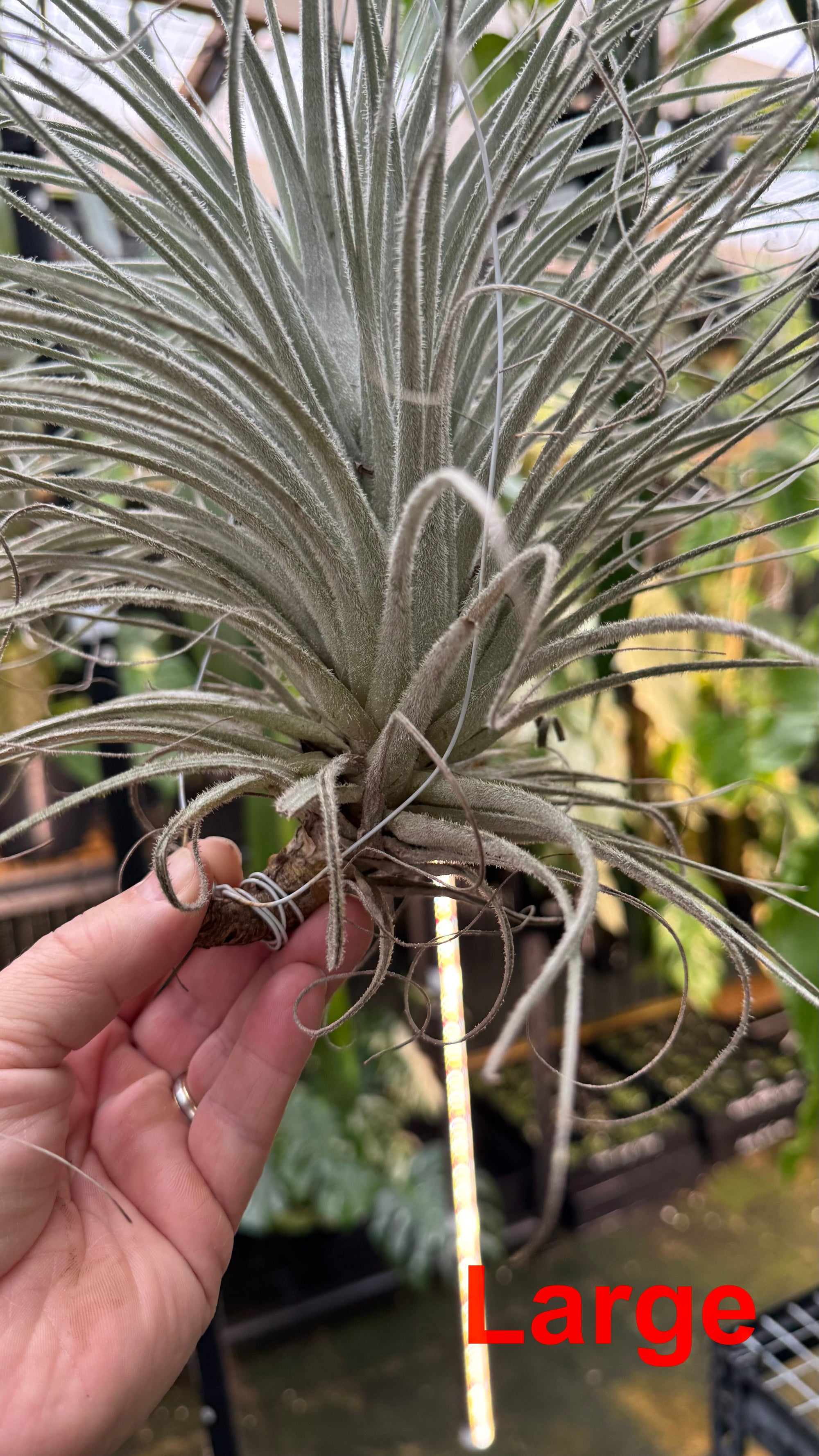Tillandsia tectorum — Snowball Air Plant