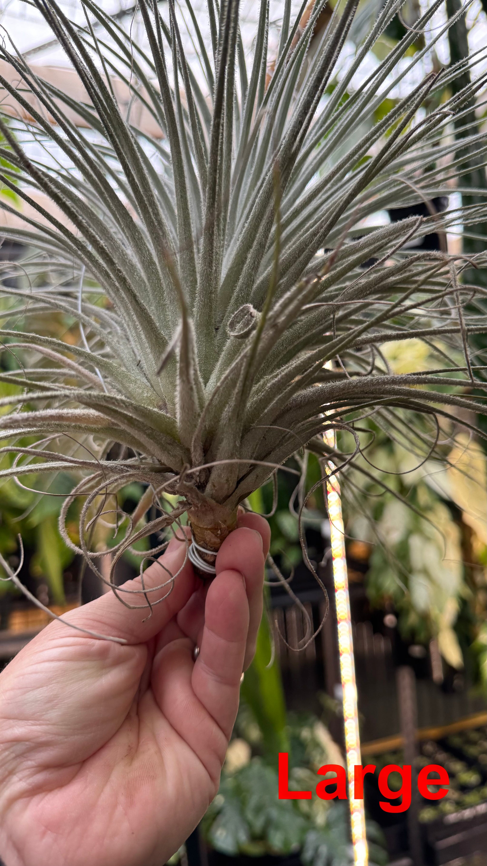 Tillandsia tectorum — Snowball Air Plant