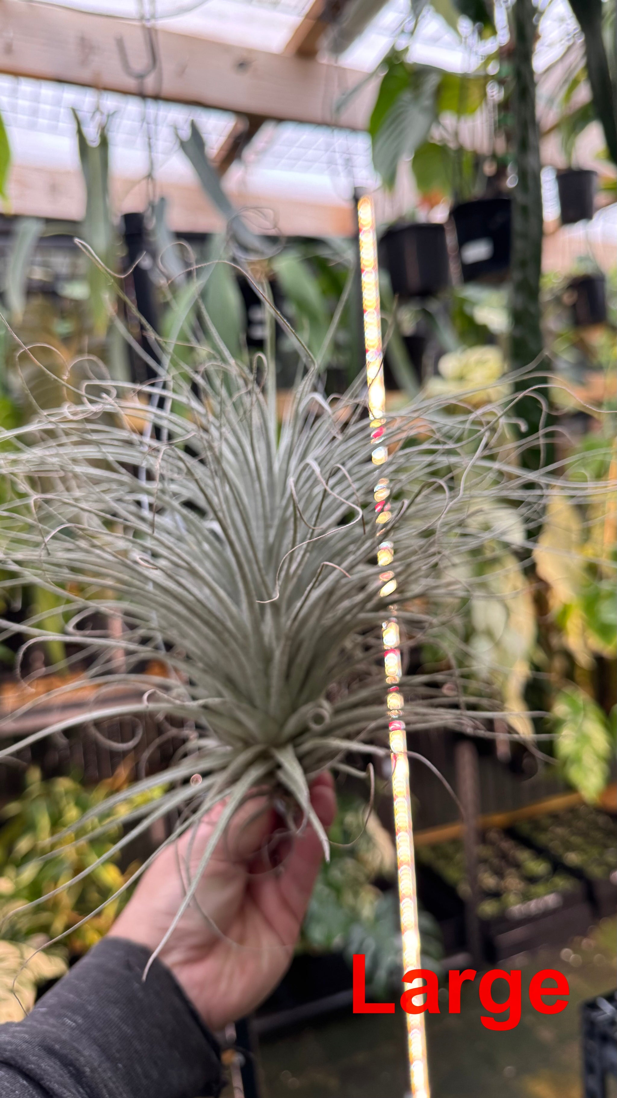 Tillandsia tectorum — Snowball Air Plant