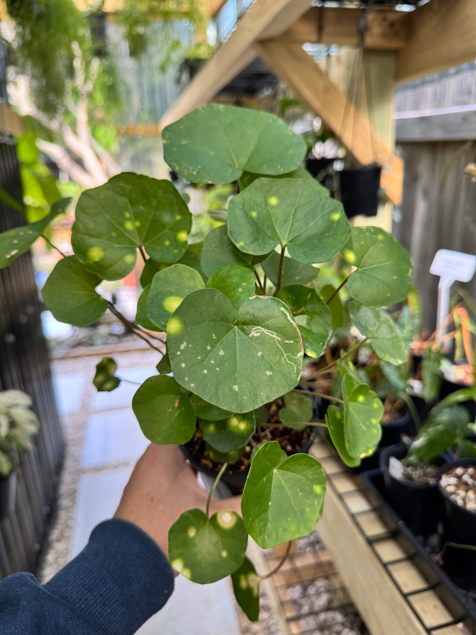 Farfugium 'Firefly Leopard'