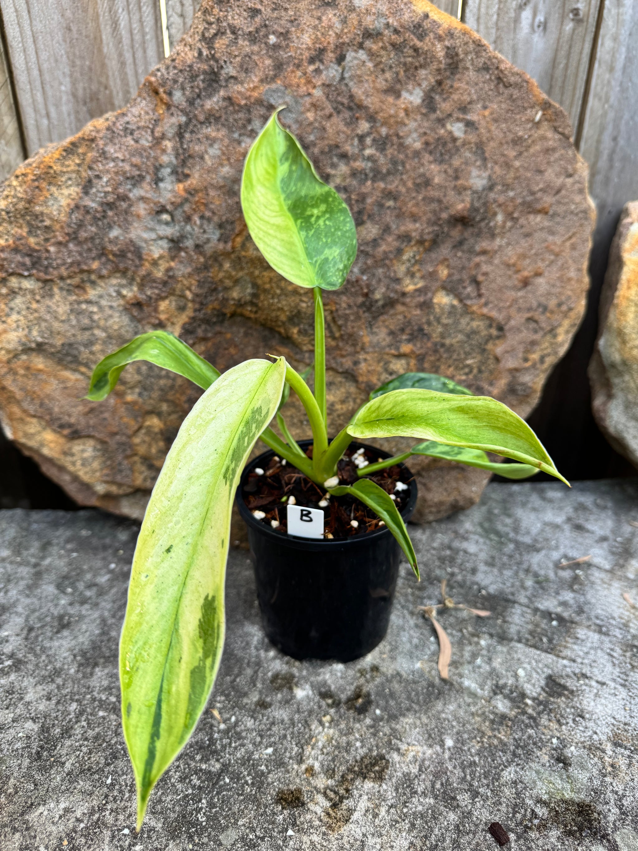 Philodendron 'Jose Buono'