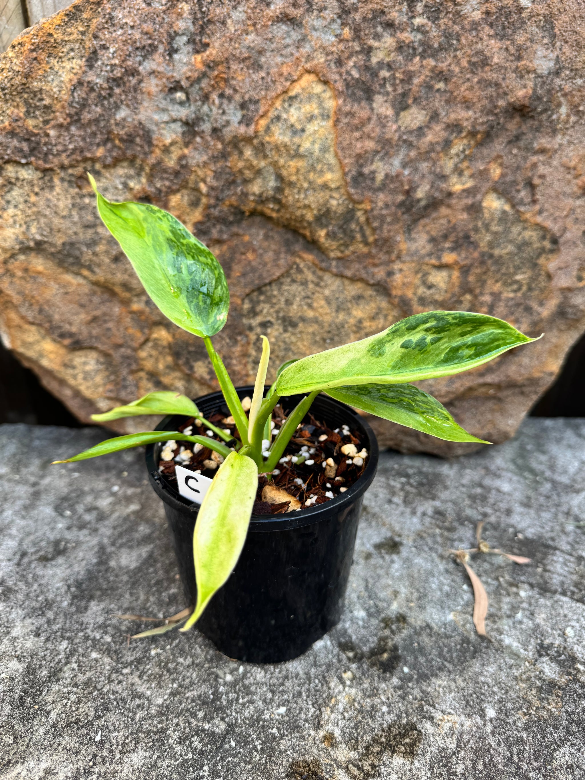 Philodendron 'Jose Buono'