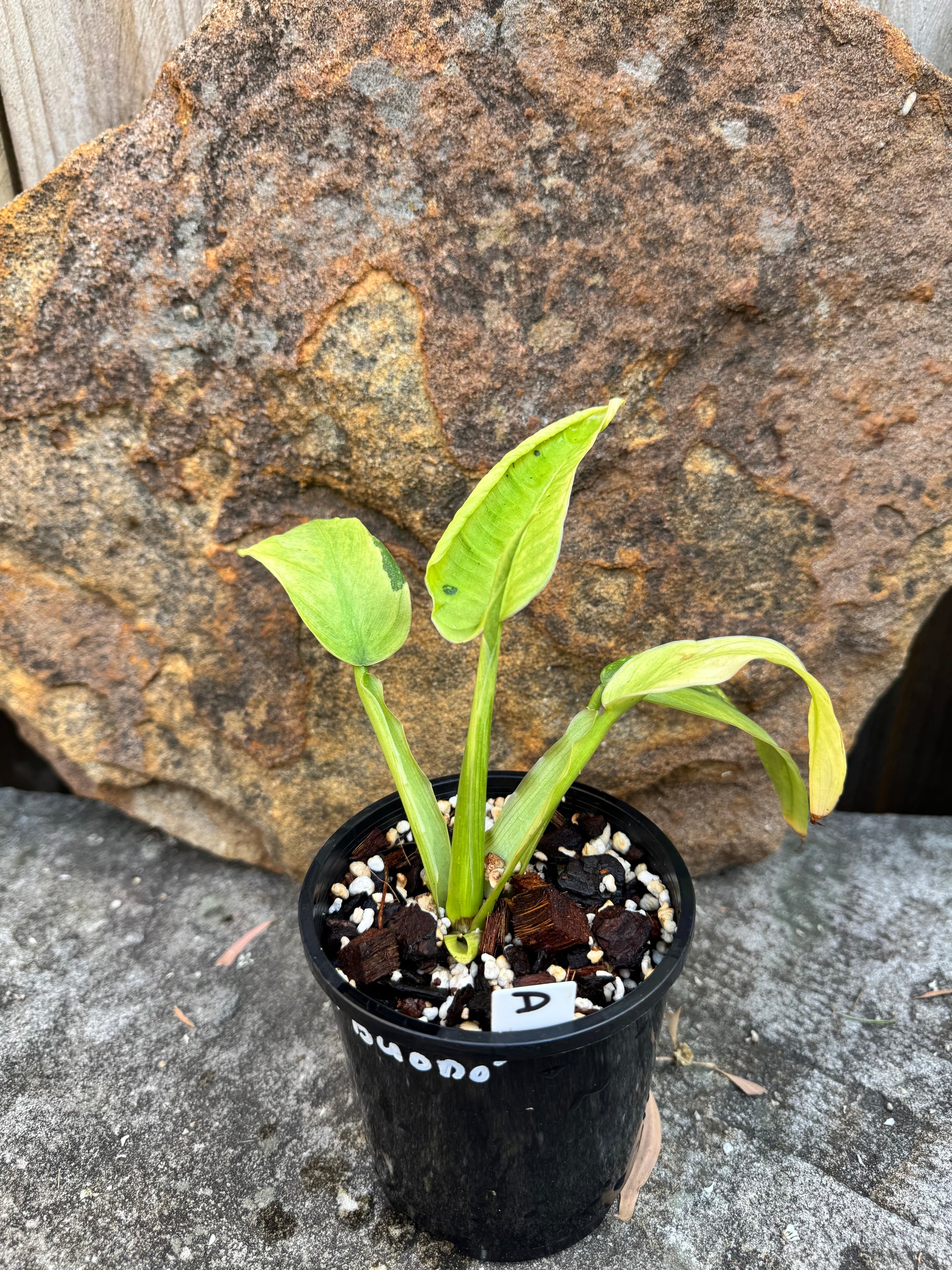 Philodendron 'Jose Buono'