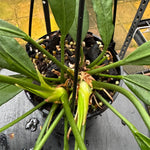 Anthurium vittarifolium - Large Exact Specimen
