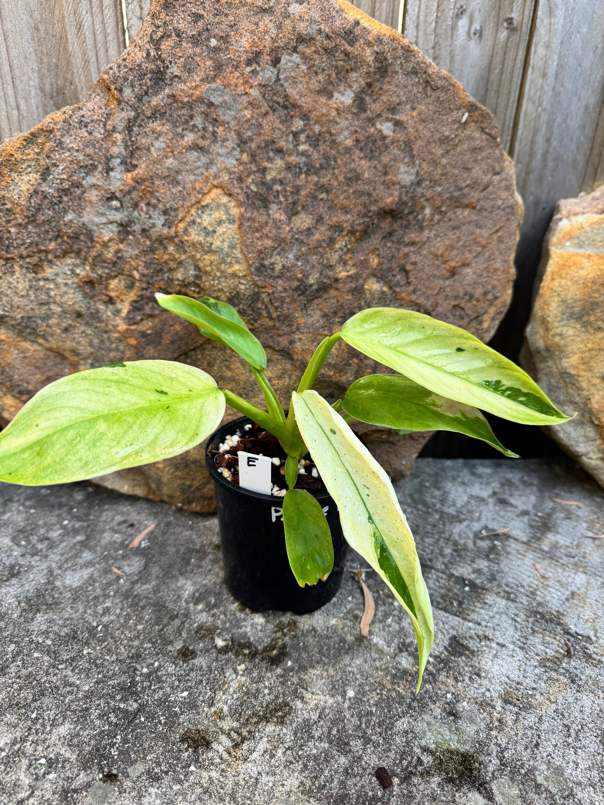 Philodendron 'Jose Buono'