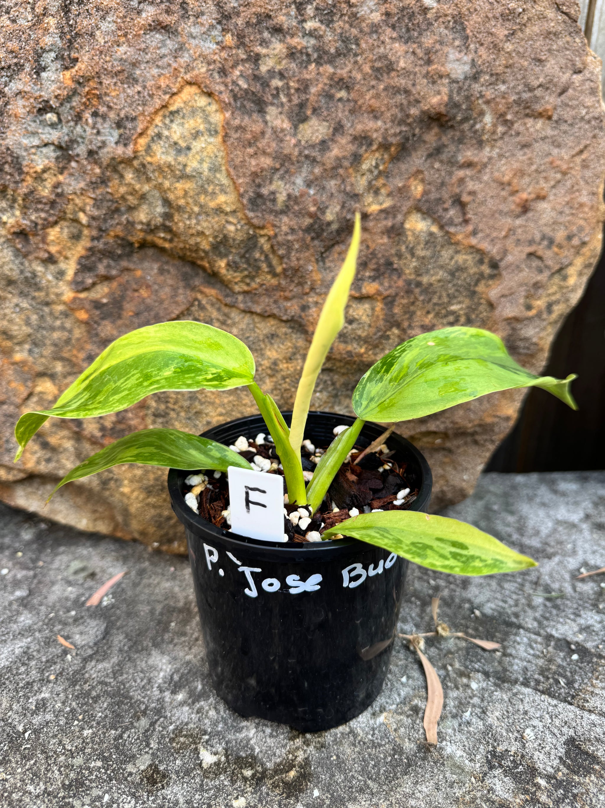 Philodendron 'Jose Buono'