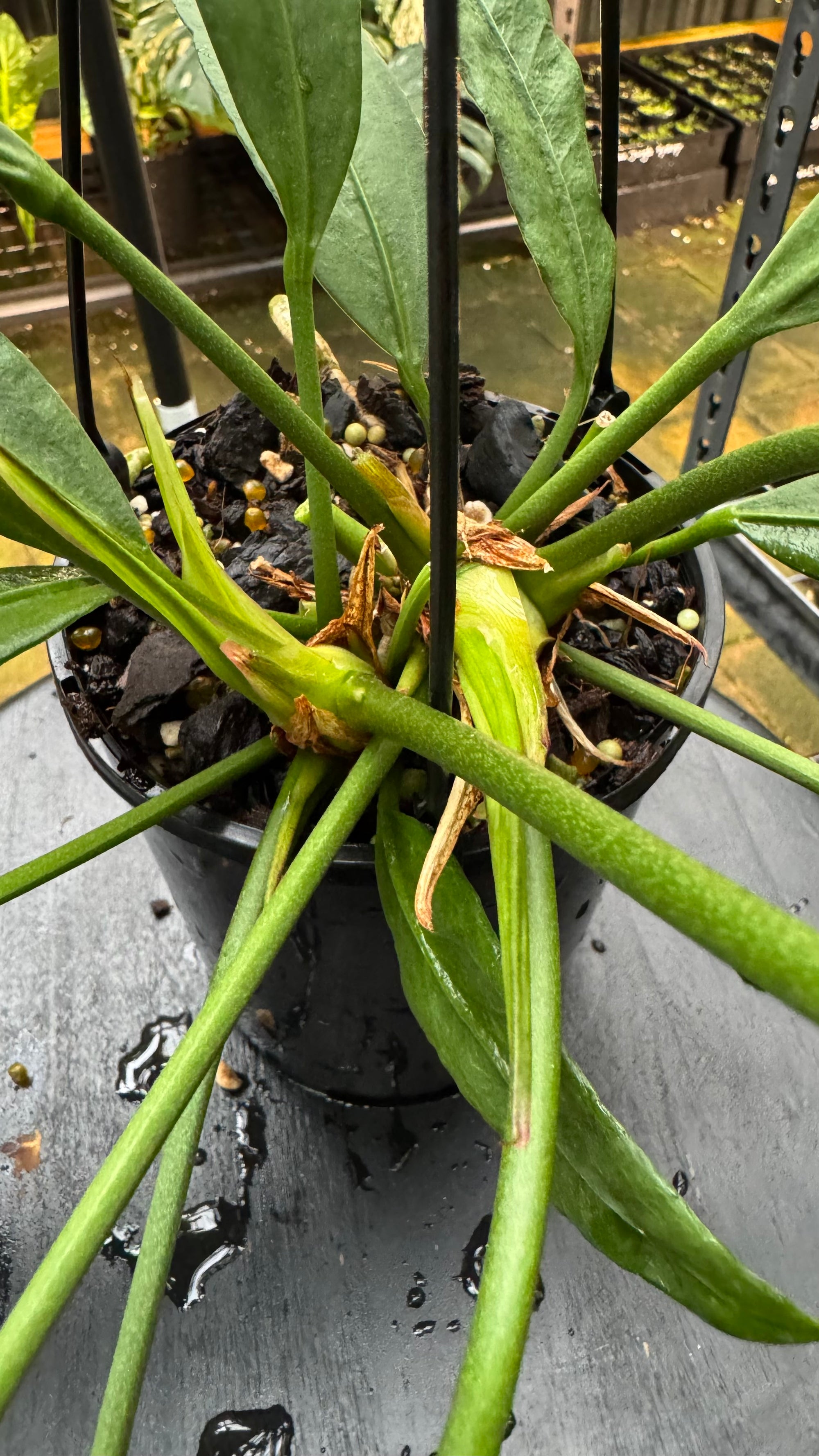 Anthurium vittarifolium - Large Exact Specimen