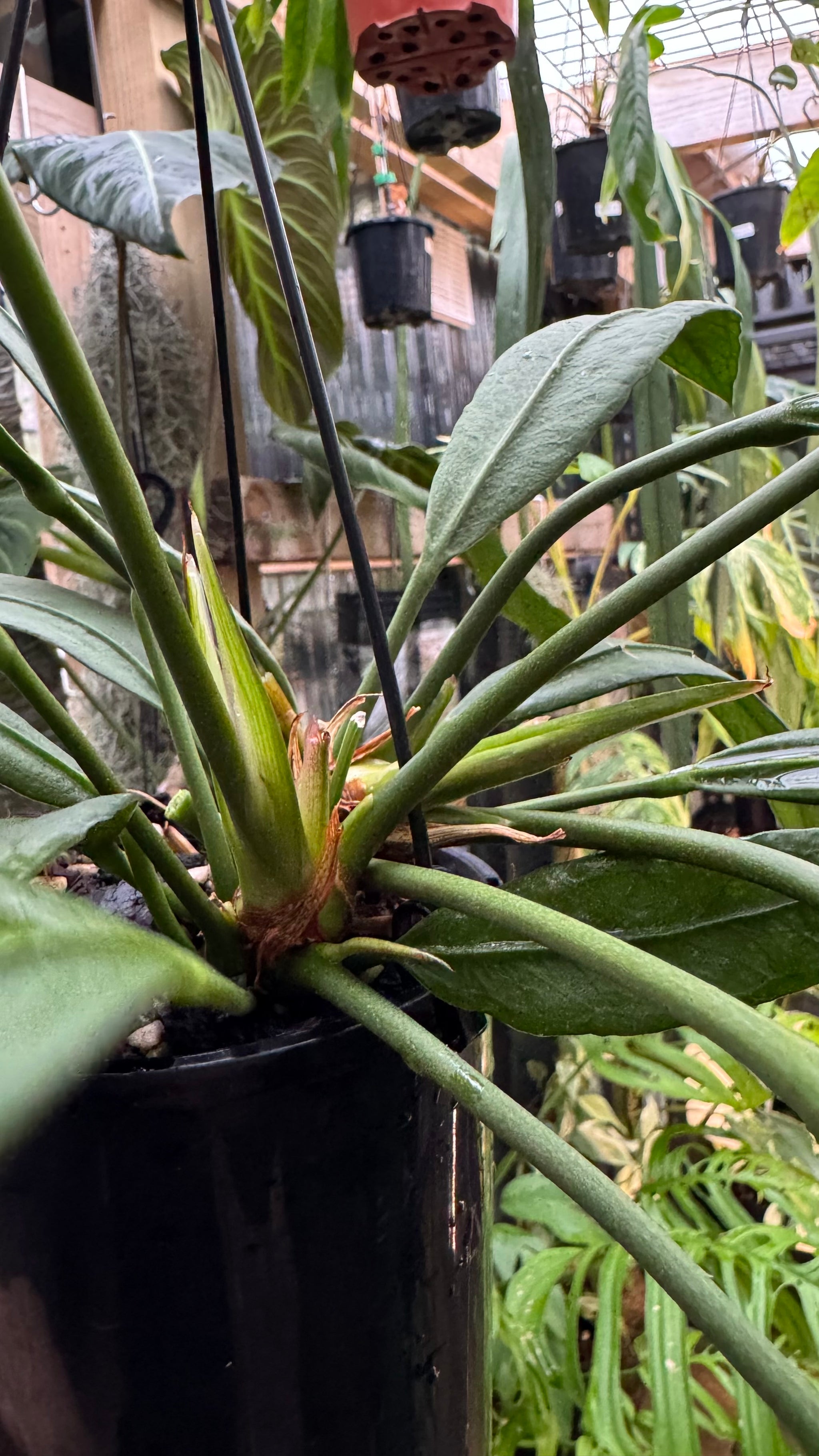 Anthurium vittarifolium - Large Exact Specimen