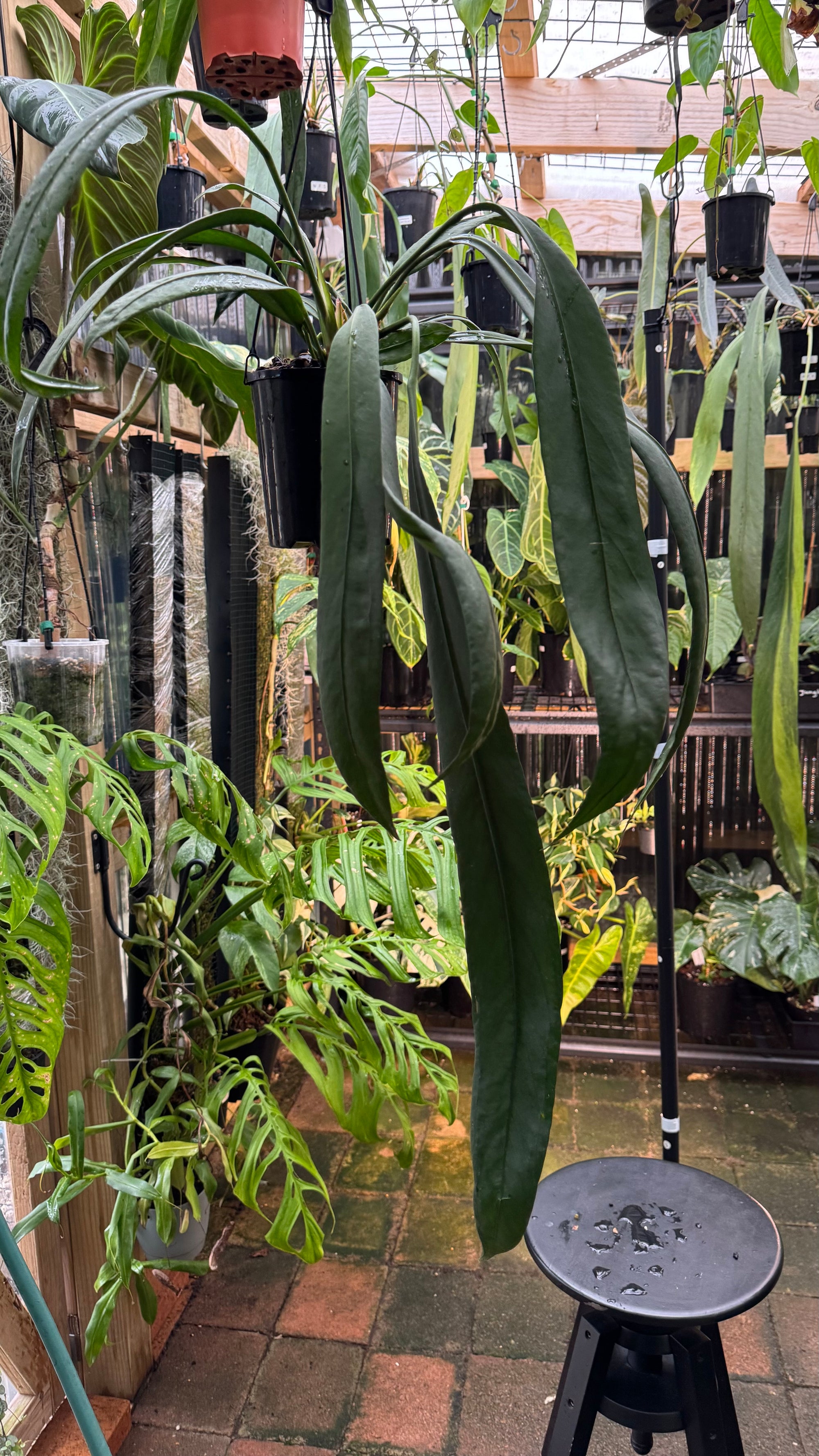 Anthurium vittarifolium - Large Exact Specimen