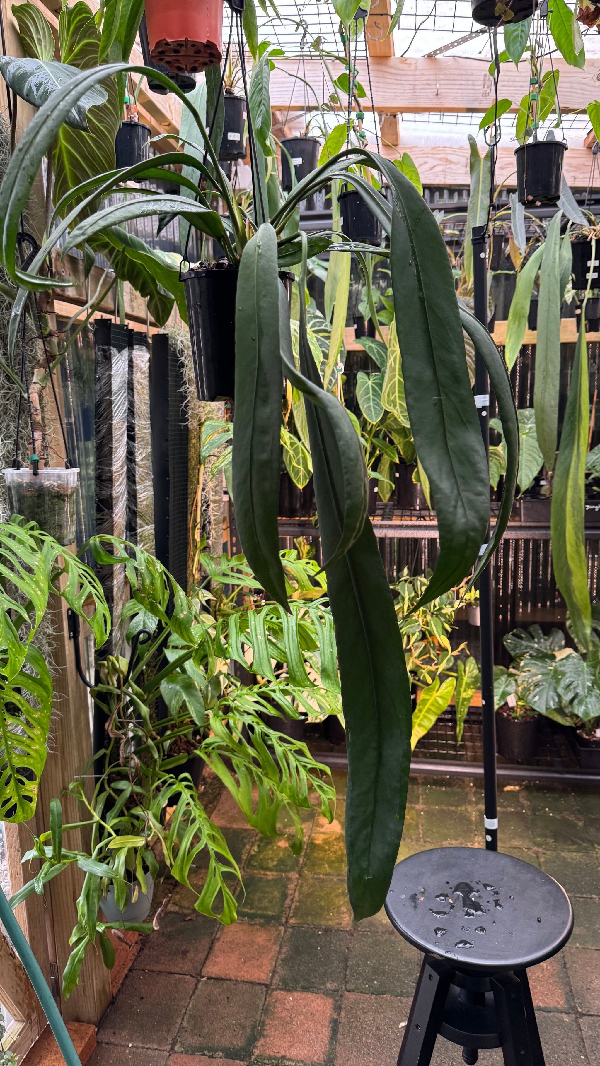 Anthurium vittarifolium - Large Exact Specimen
