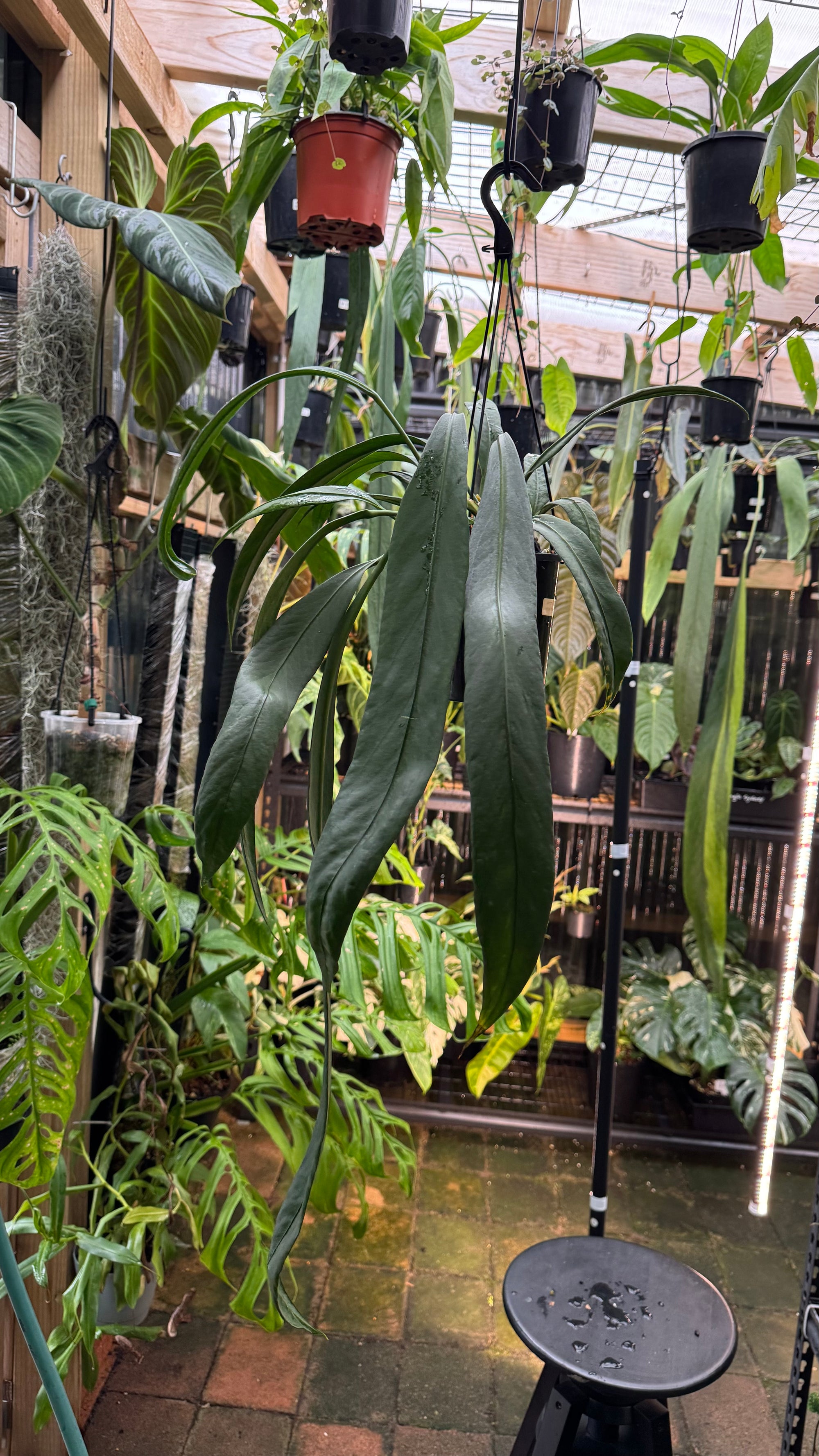 Anthurium vittarifolium - Large Exact Specimen