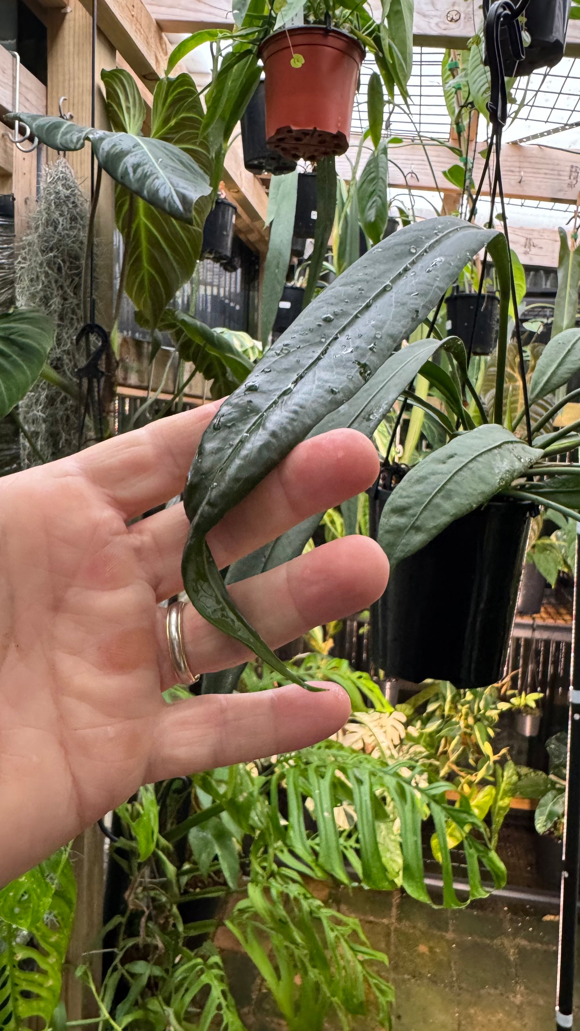 Anthurium vittarifolium - Large Exact Specimen