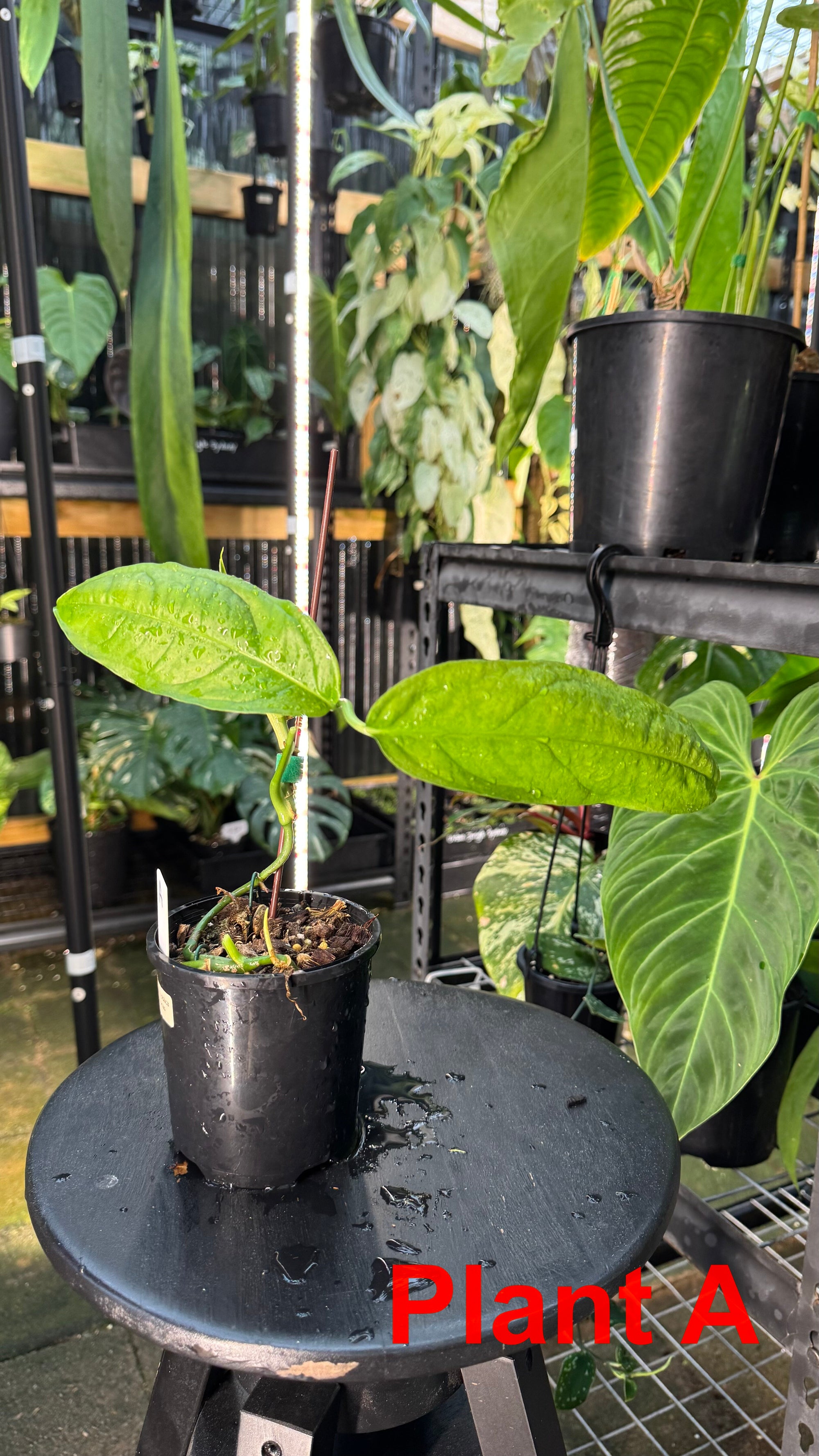 Monstera obliqua - Amazonas