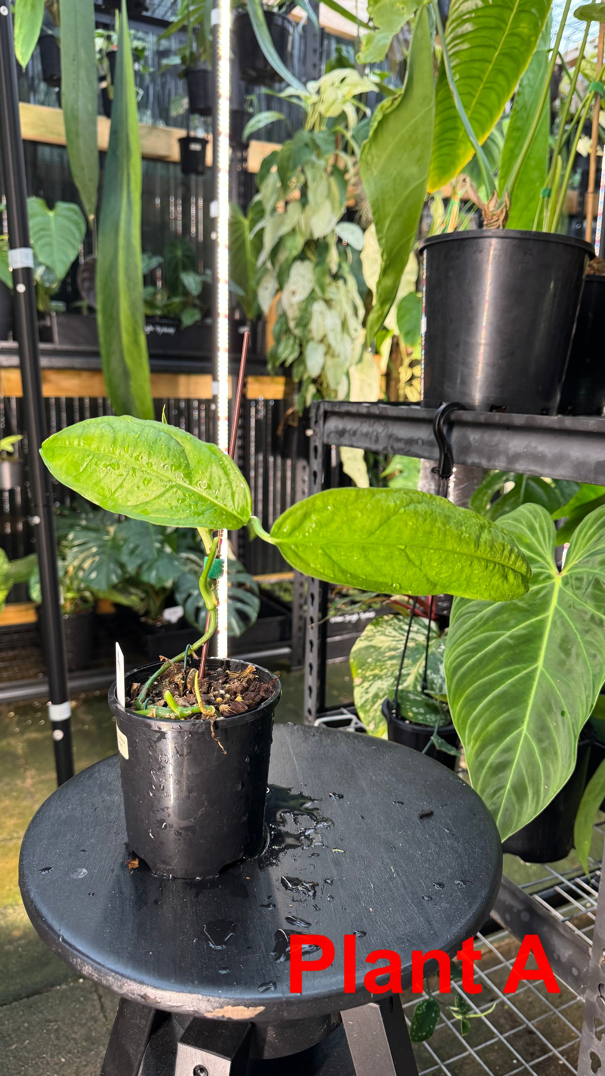 Monstera obliqua - Amazonas