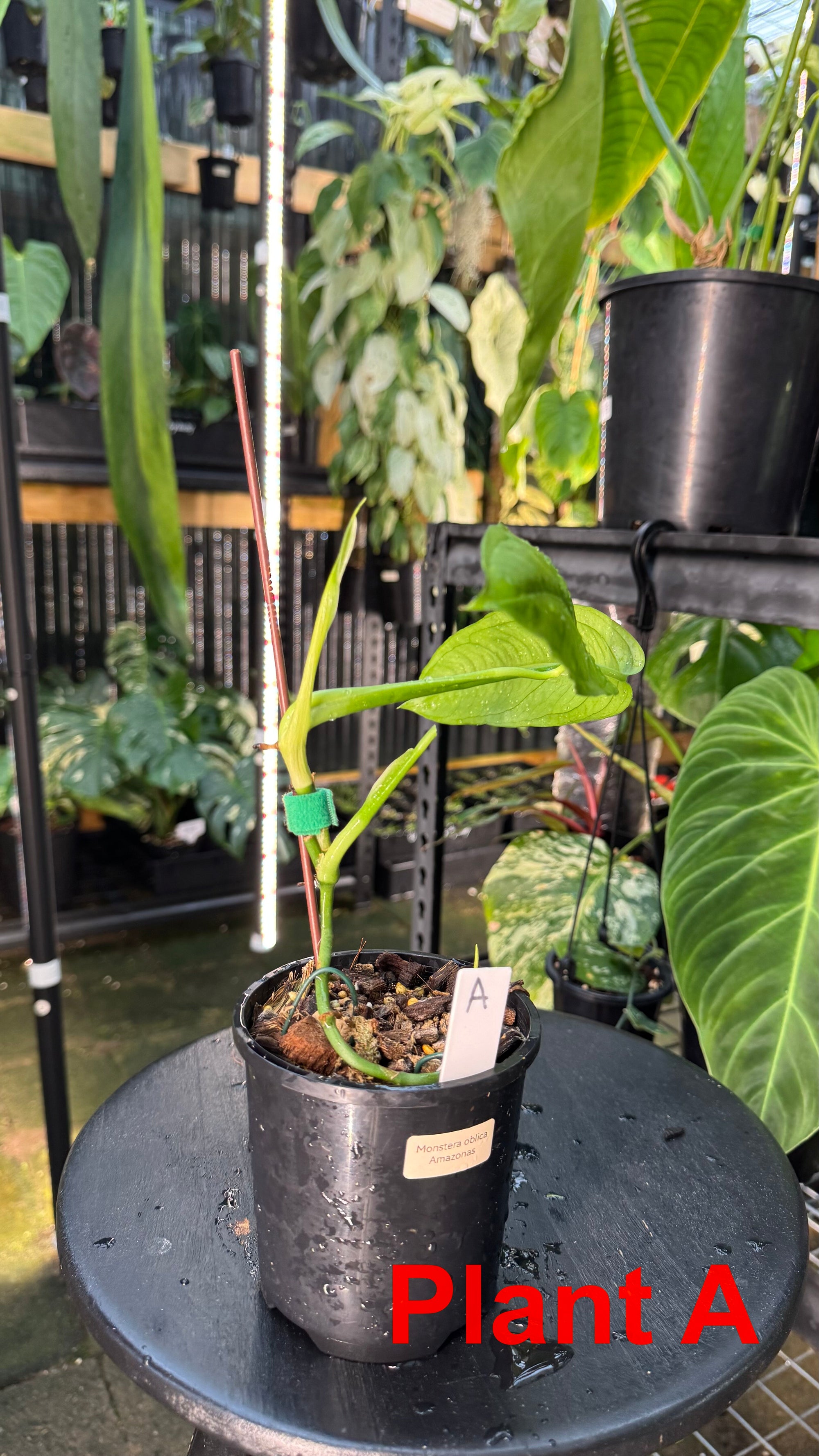 Monstera obliqua - Amazonas