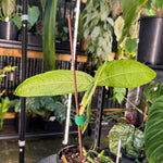 Monstera obliqua - Amazonas