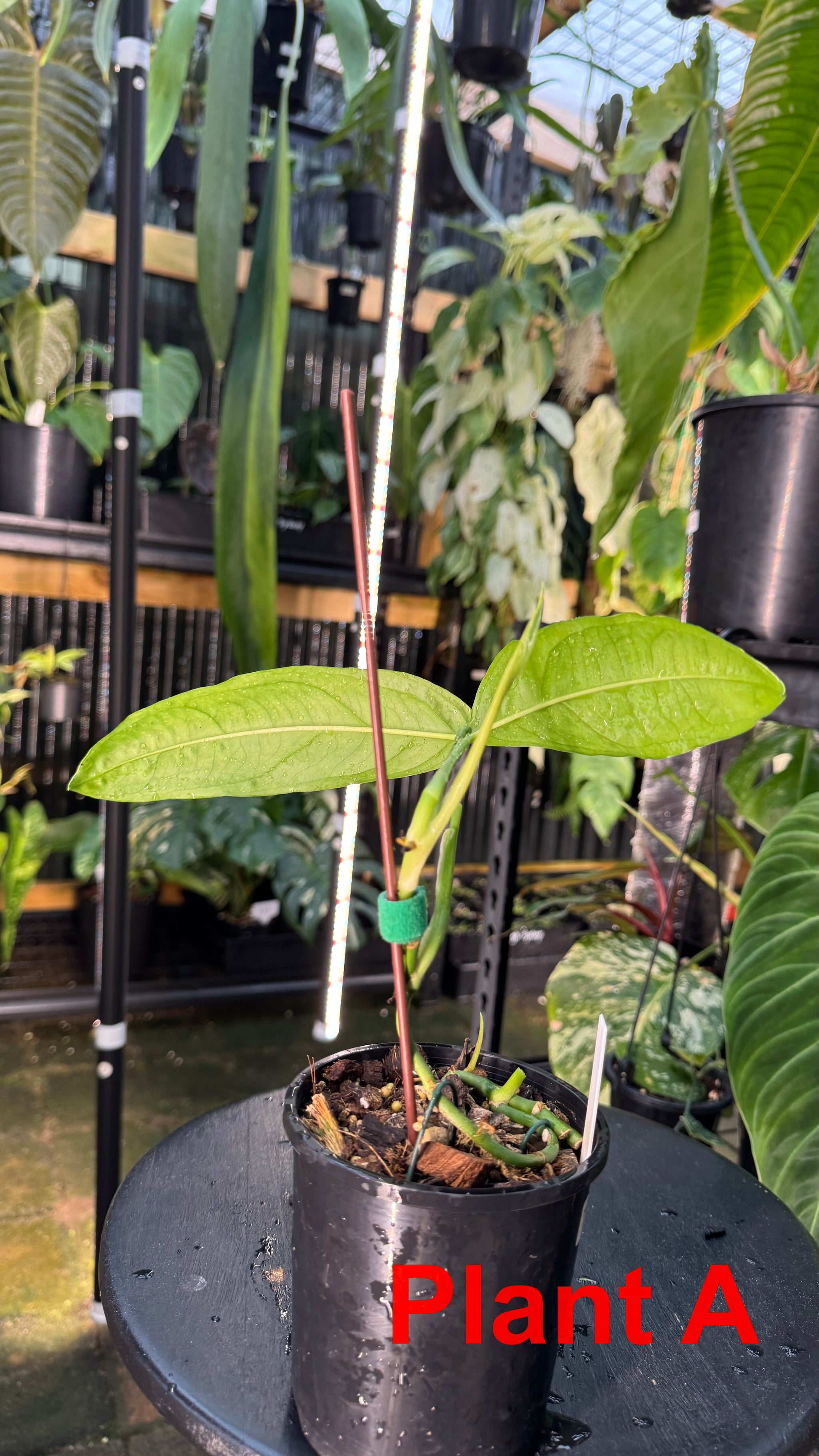 Monstera obliqua - Amazonas