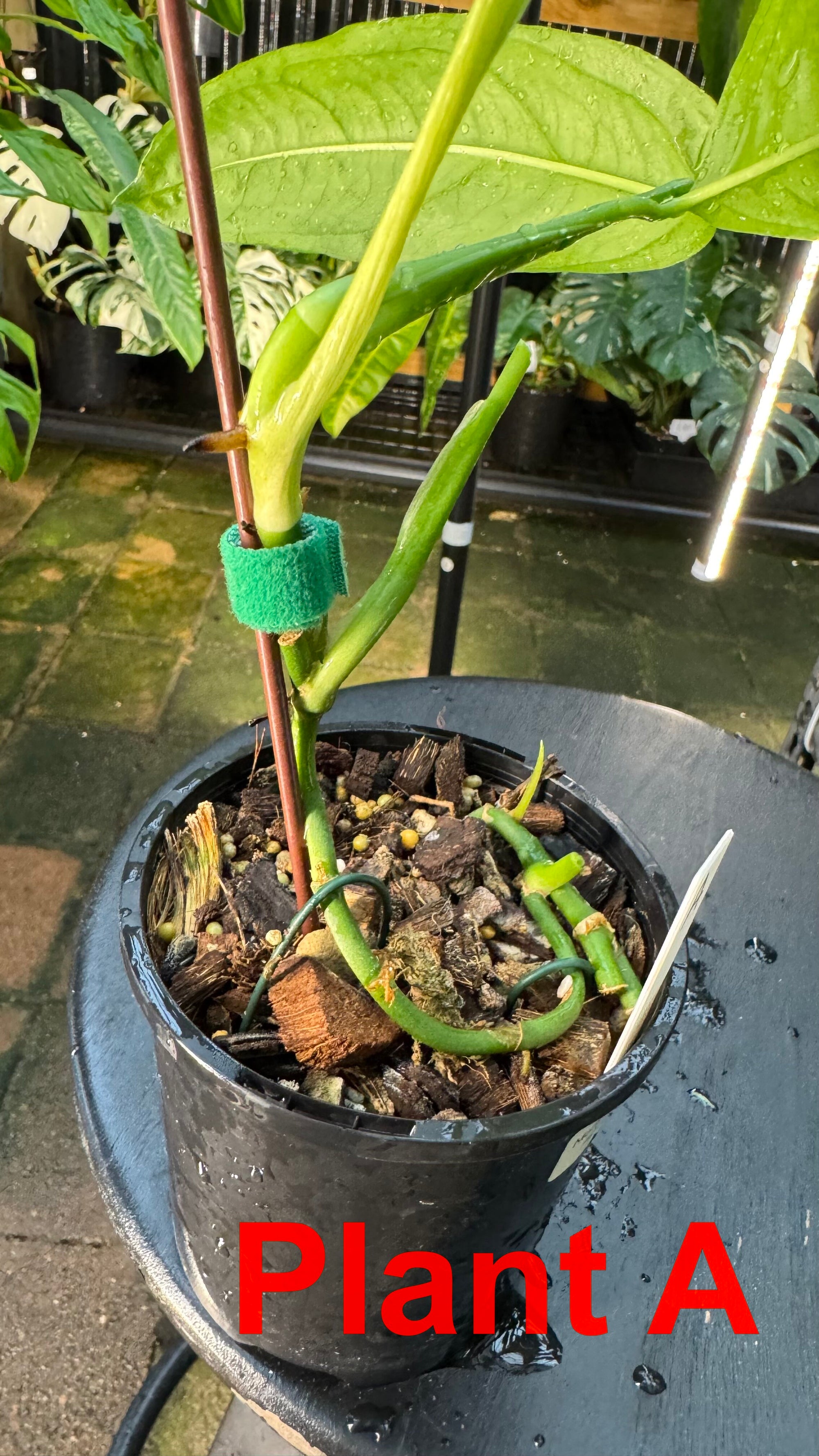 Monstera obliqua - Amazonas