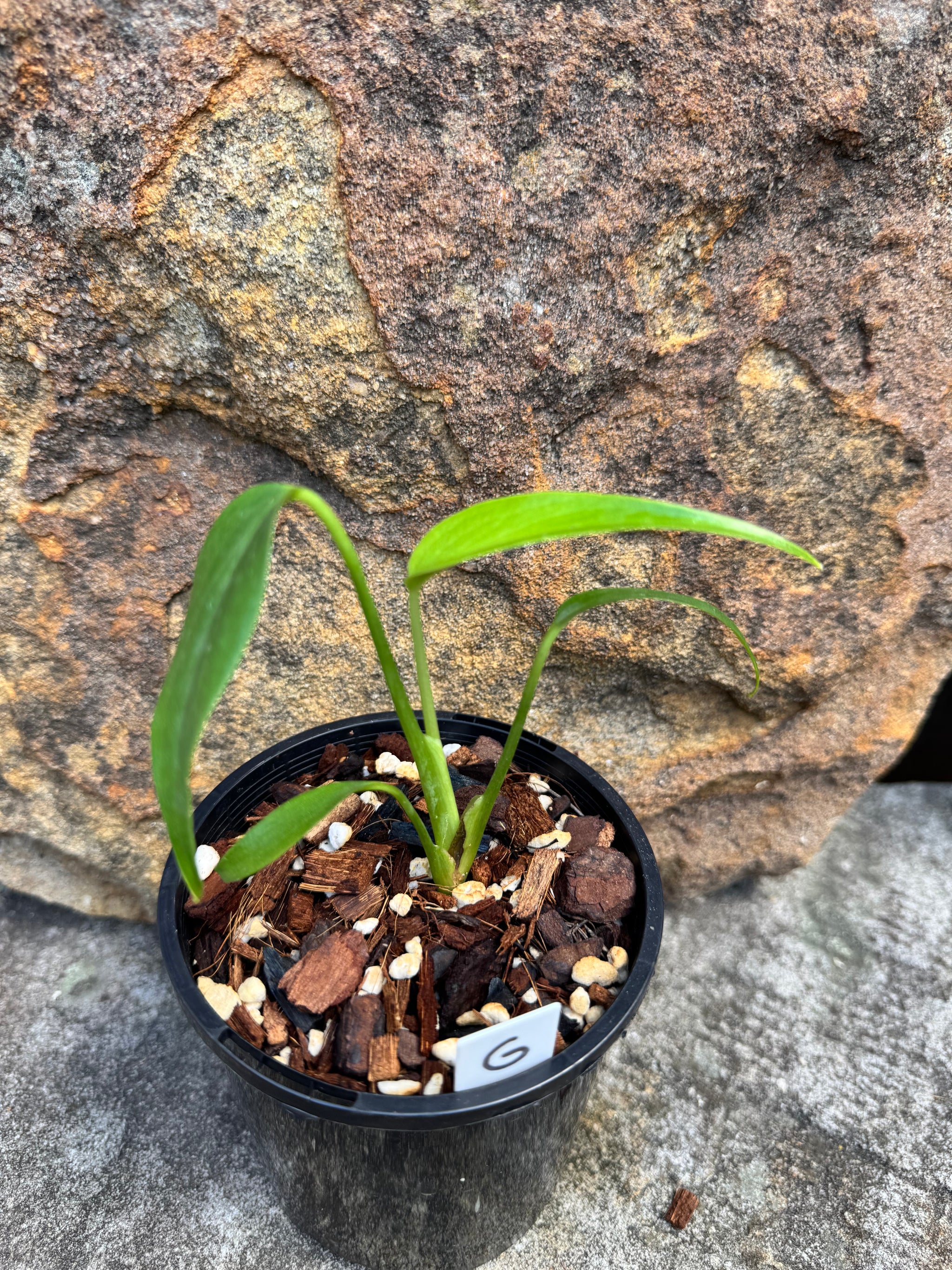 Monstera Burle Marx Flame