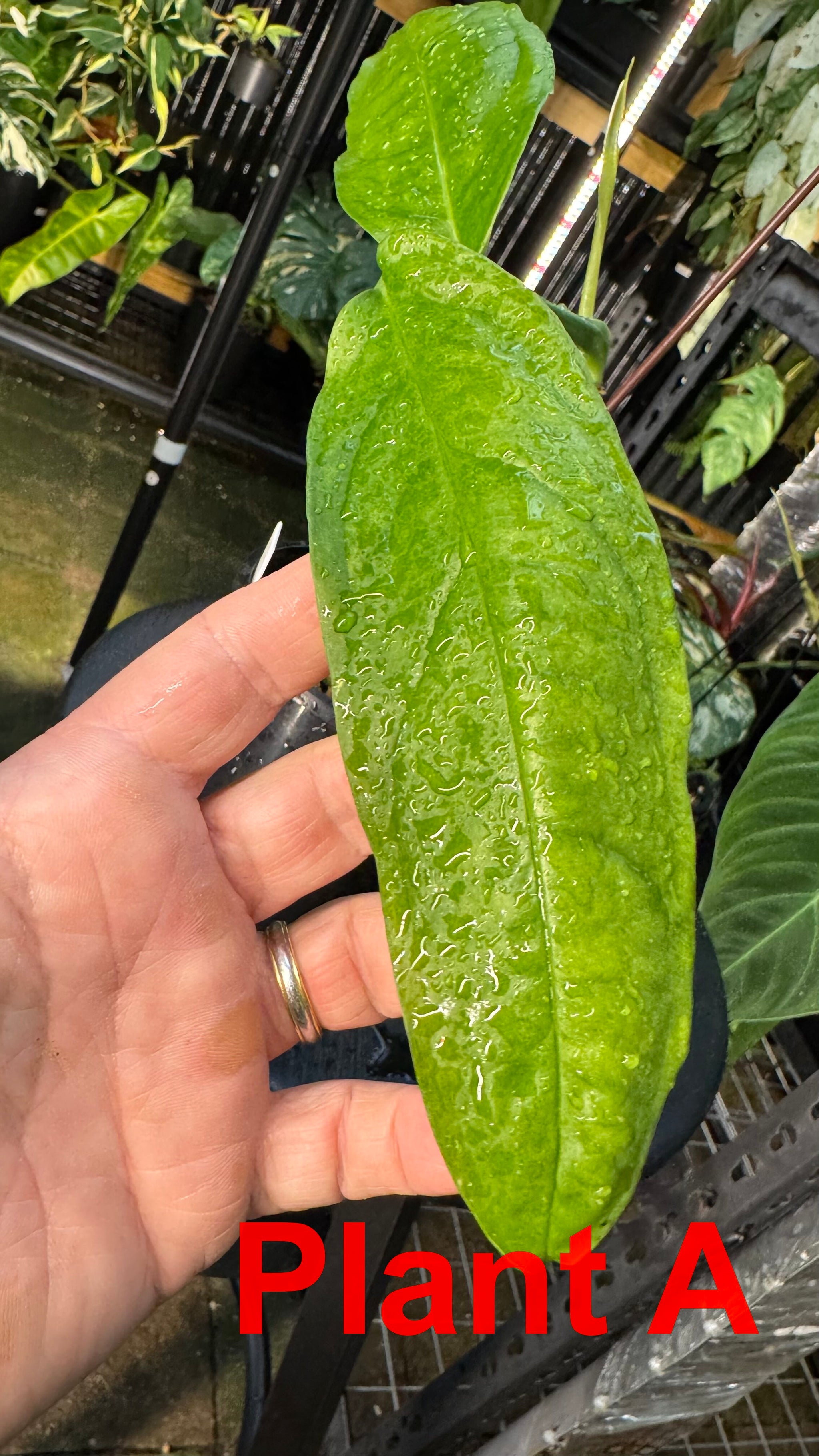 Monstera obliqua - Amazonas