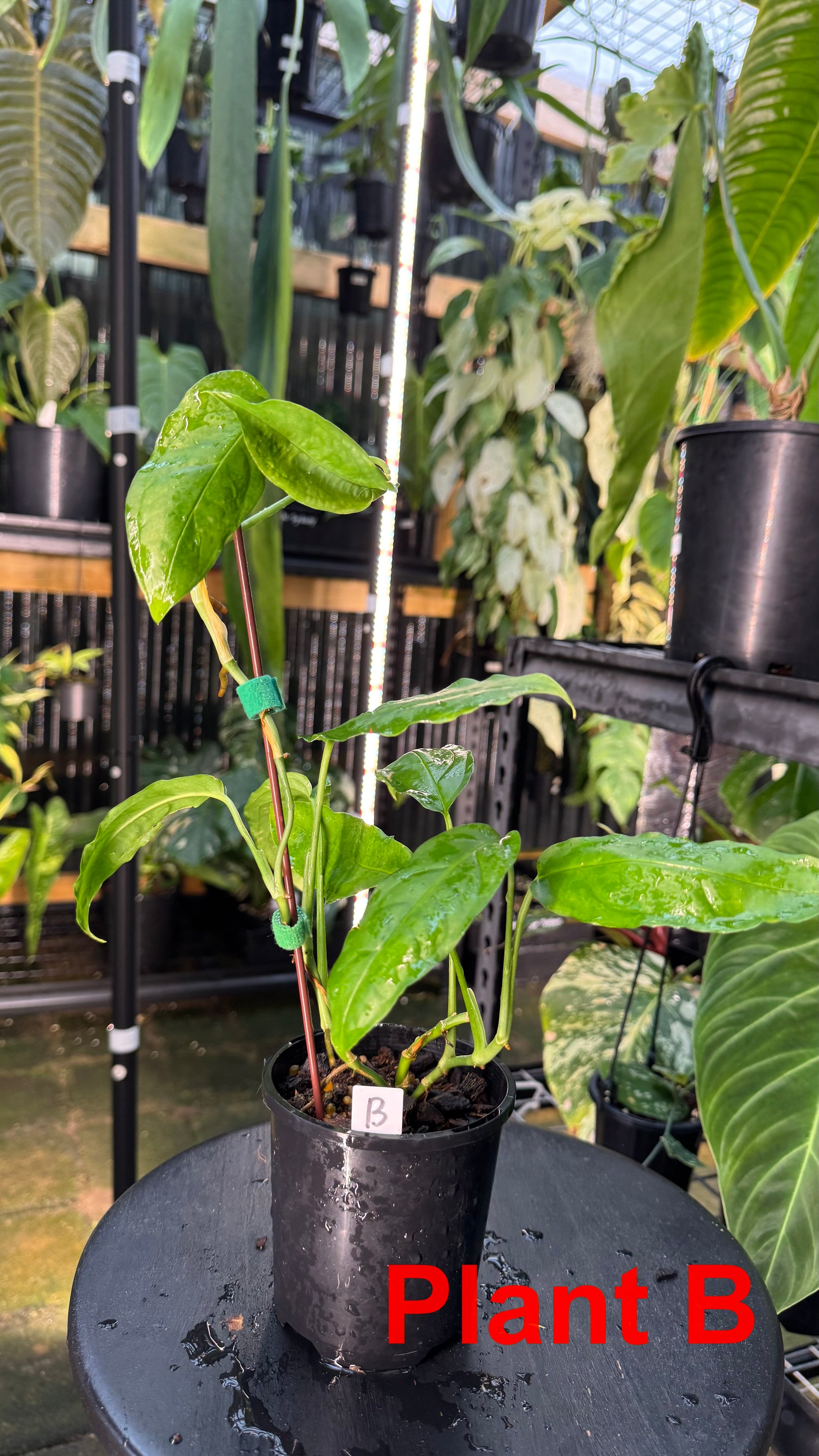 Monstera obliqua - Amazonas