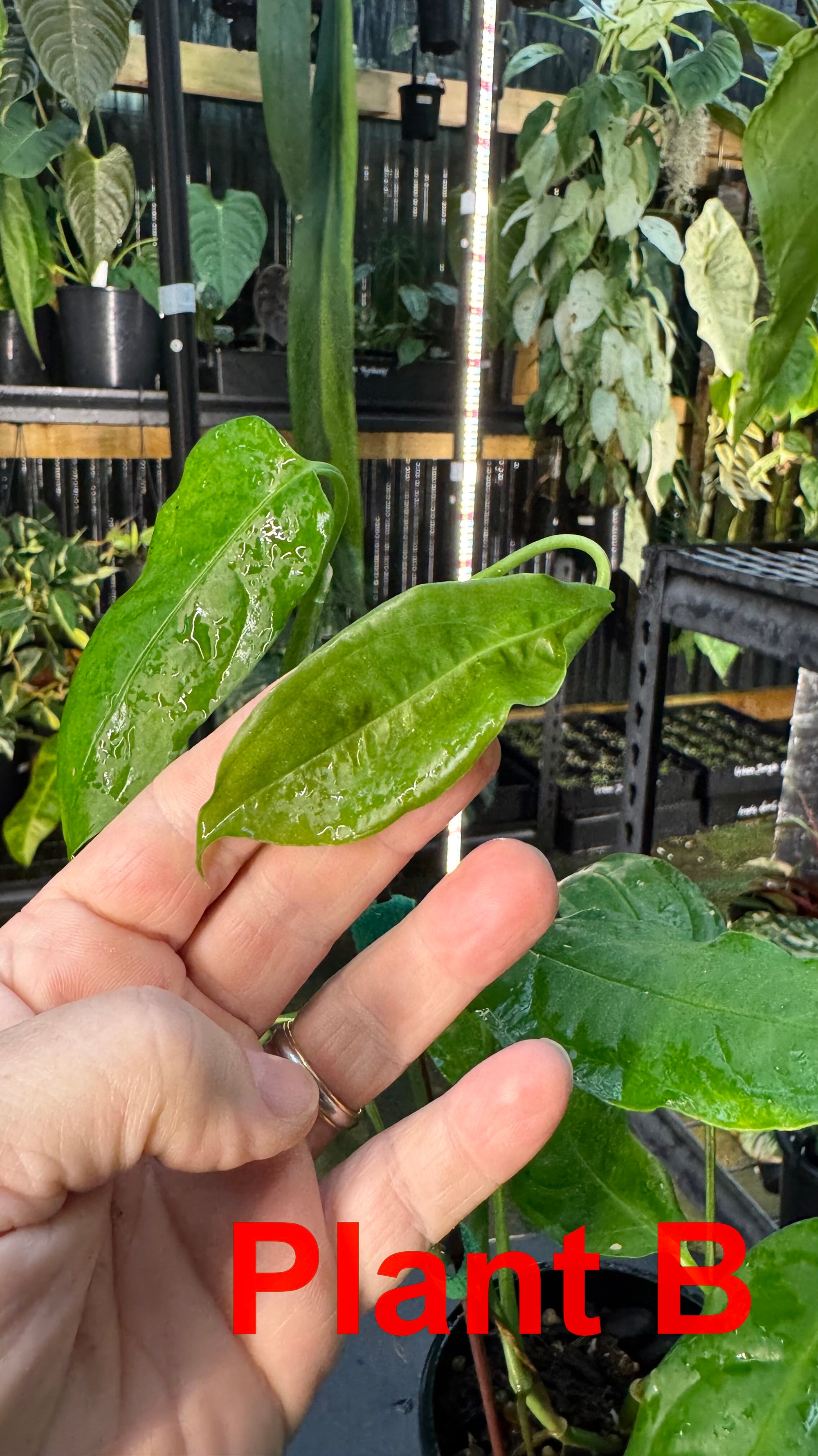 Monstera obliqua - Amazonas