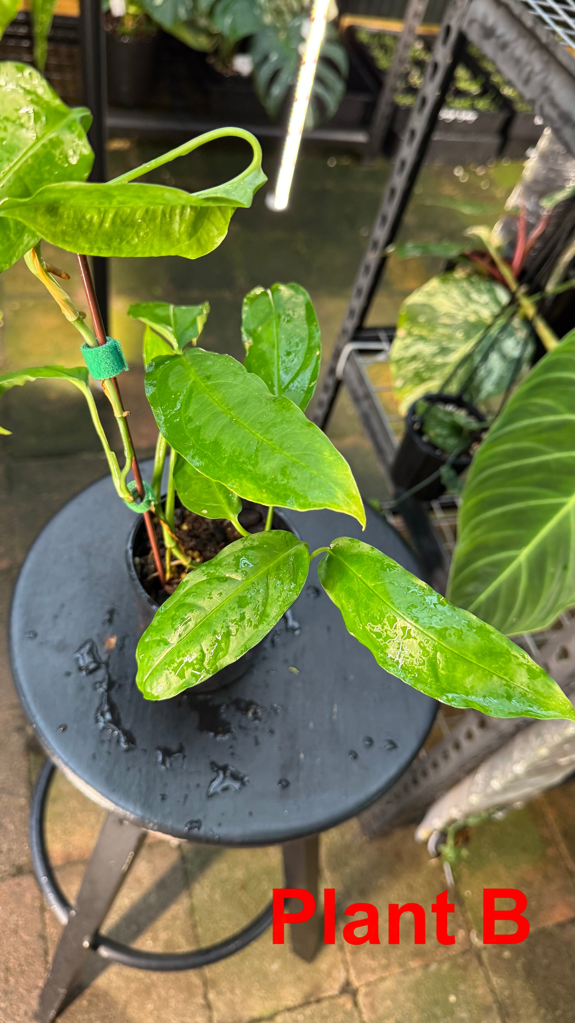 Monstera obliqua - Amazonas