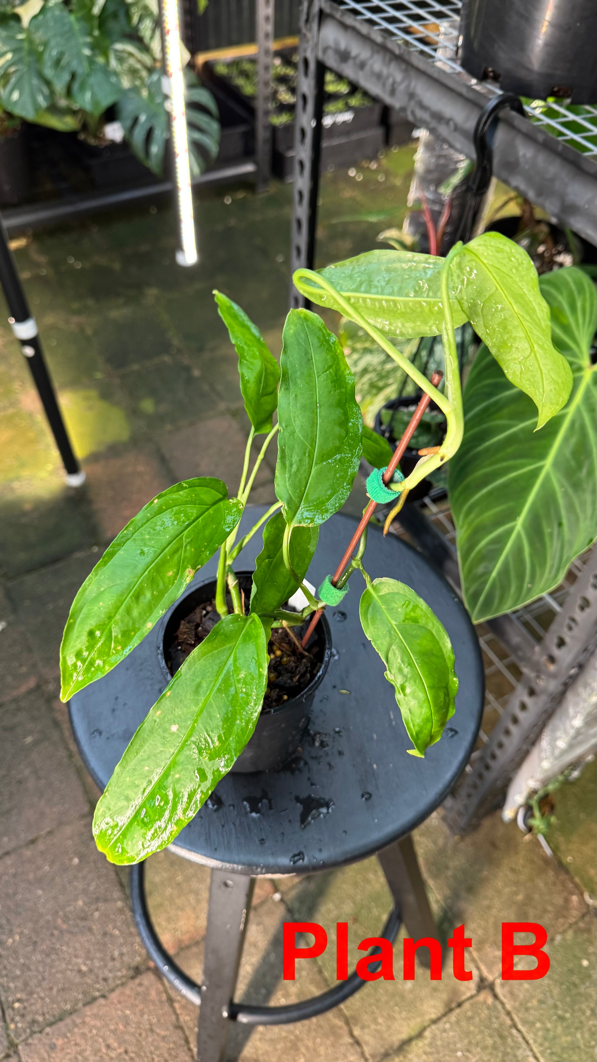 Monstera obliqua - Amazonas