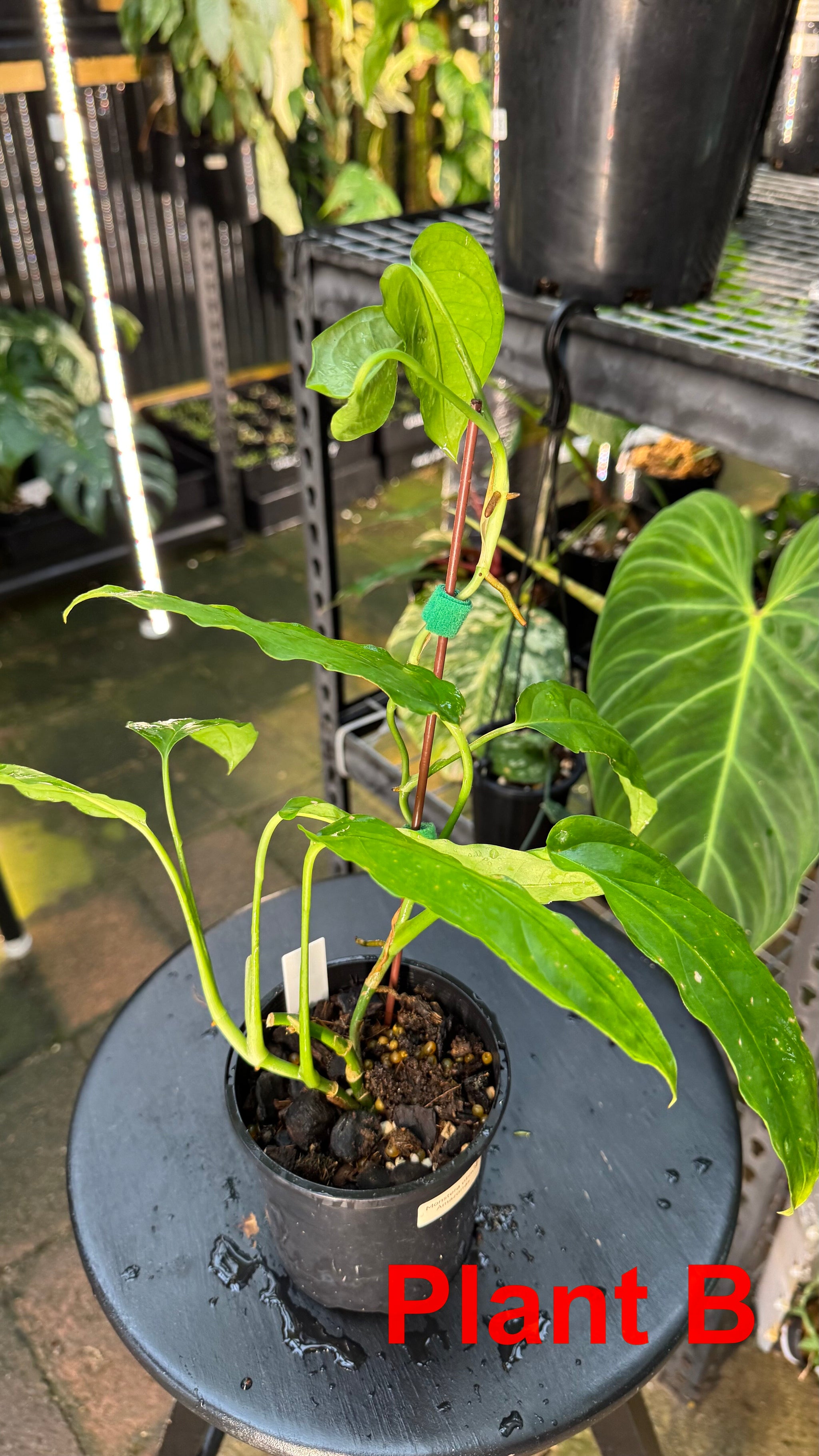 Monstera obliqua - Amazonas