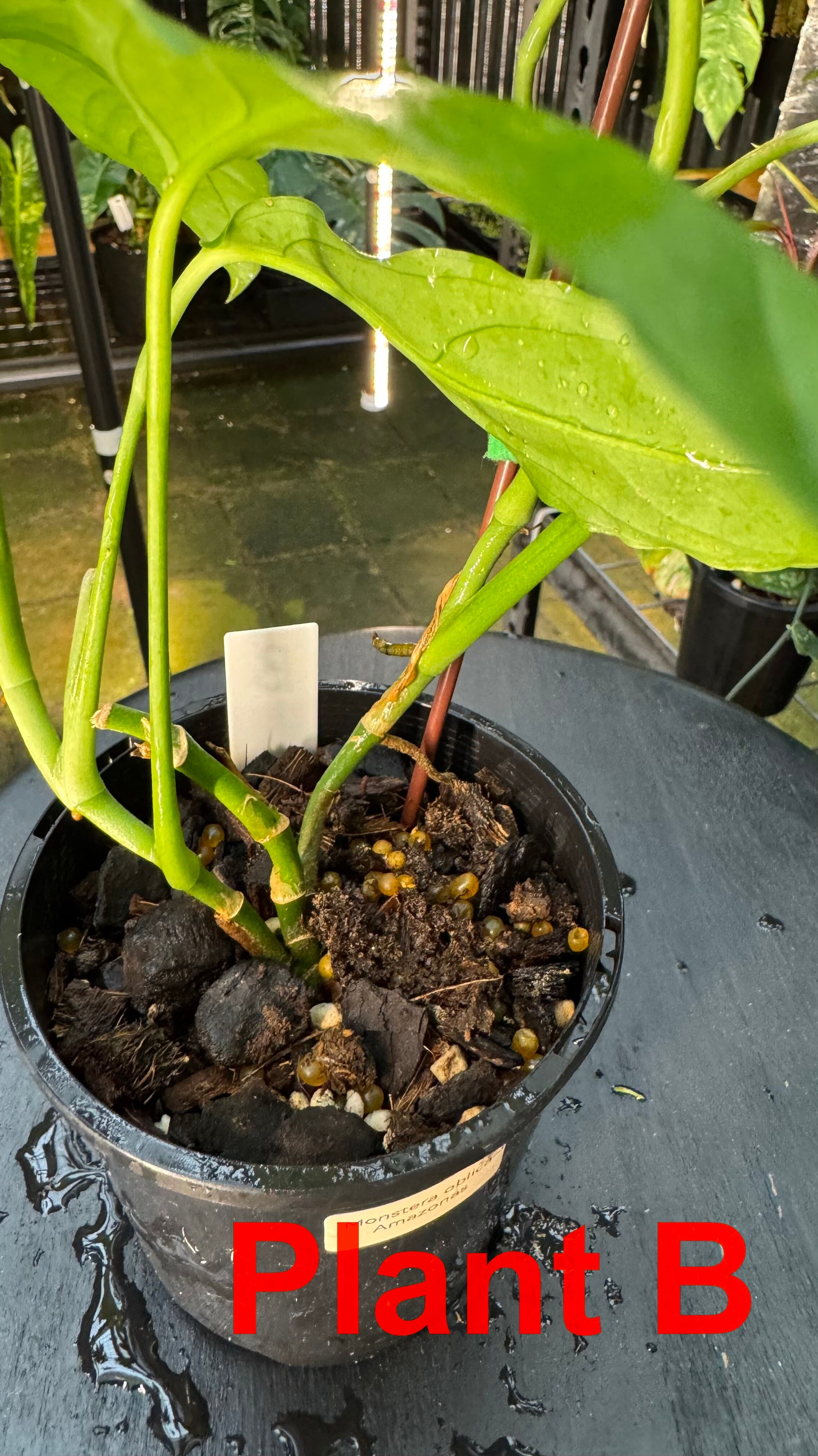 Monstera obliqua - Amazonas