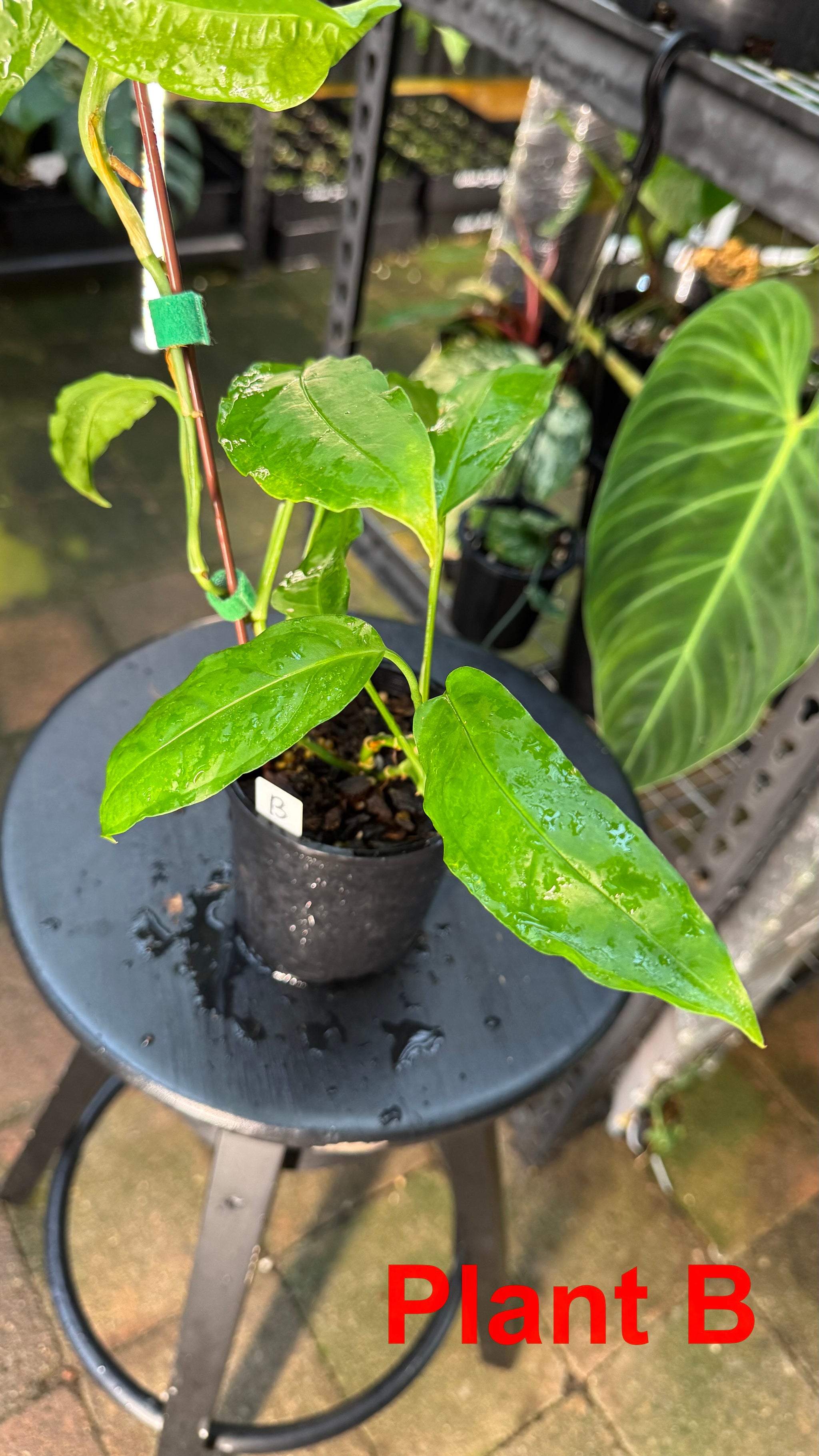 Monstera obliqua - Amazonas