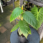 Ficus villosa