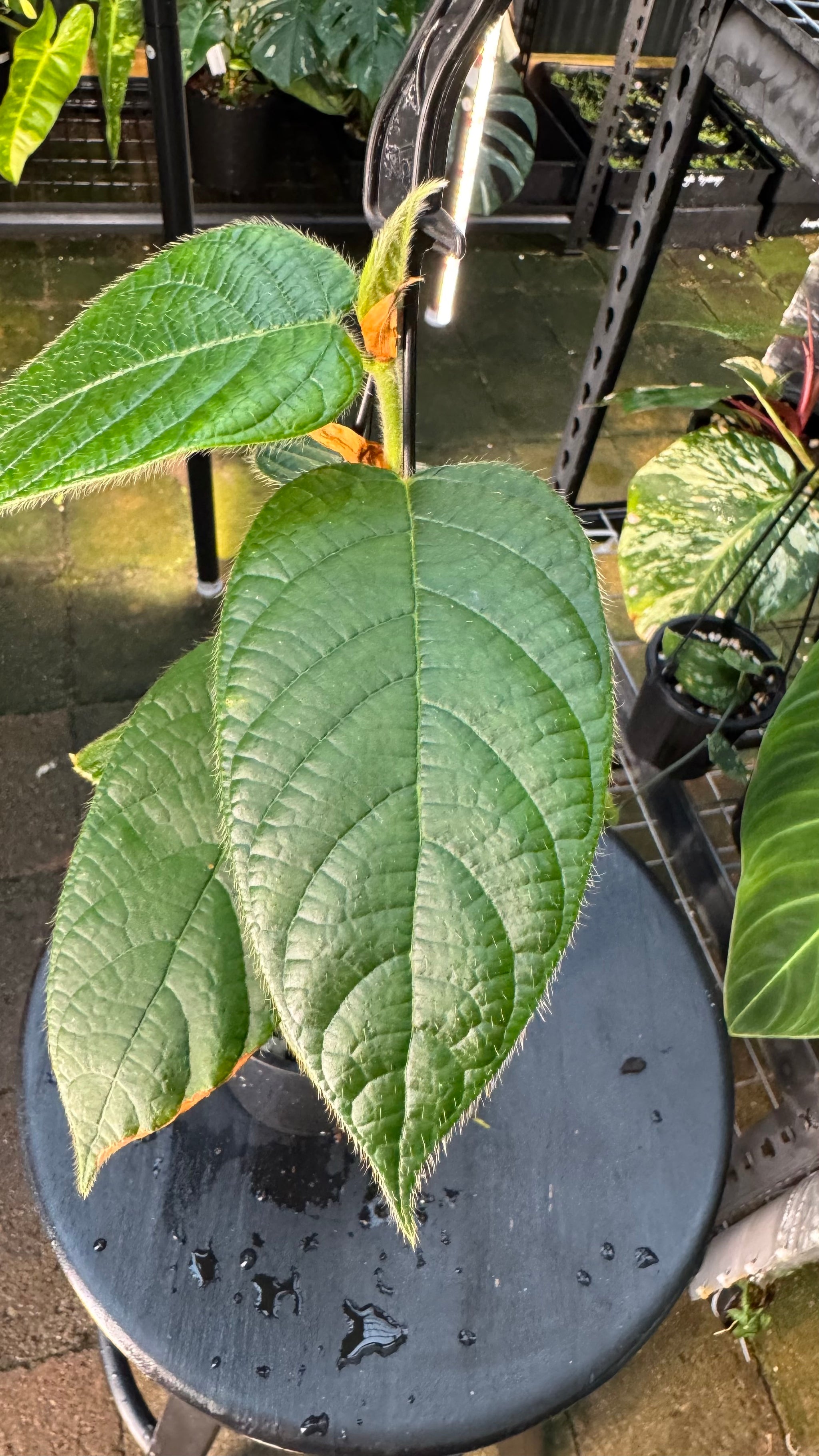 Ficus villosa