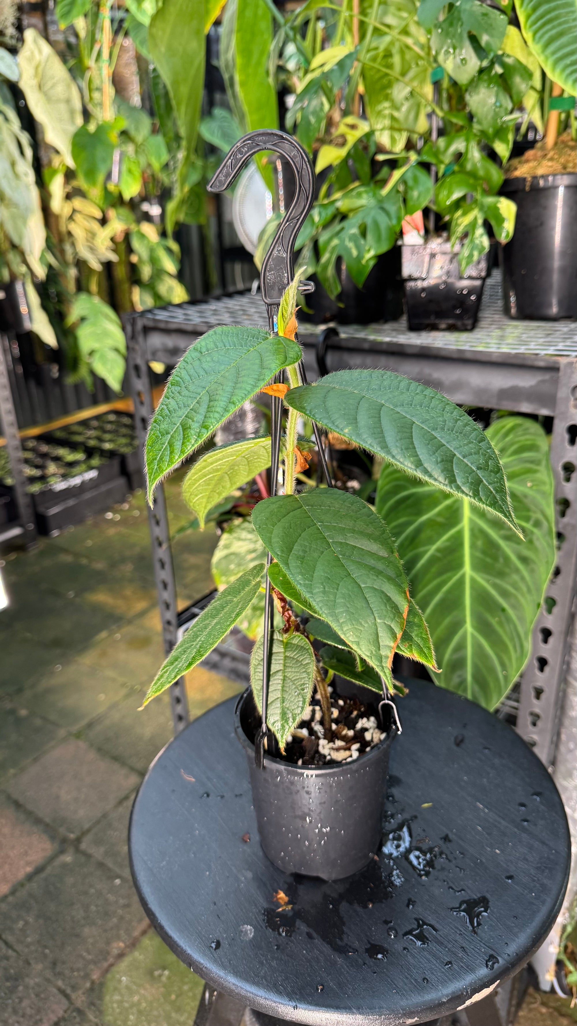 Ficus villosa